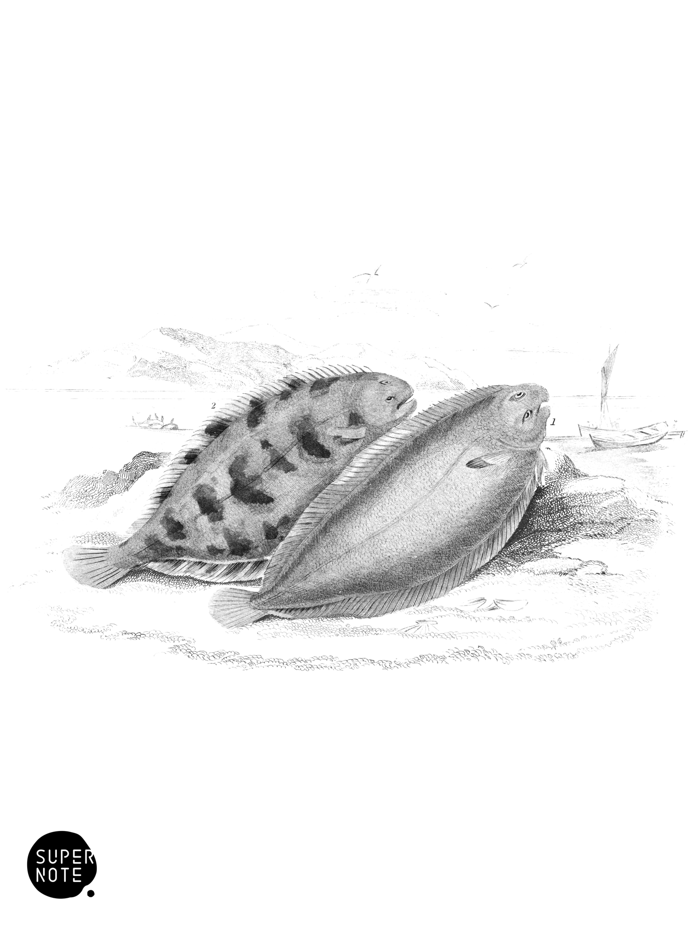 Common Sole & Variegated Sole (vol-39 plate-12).png