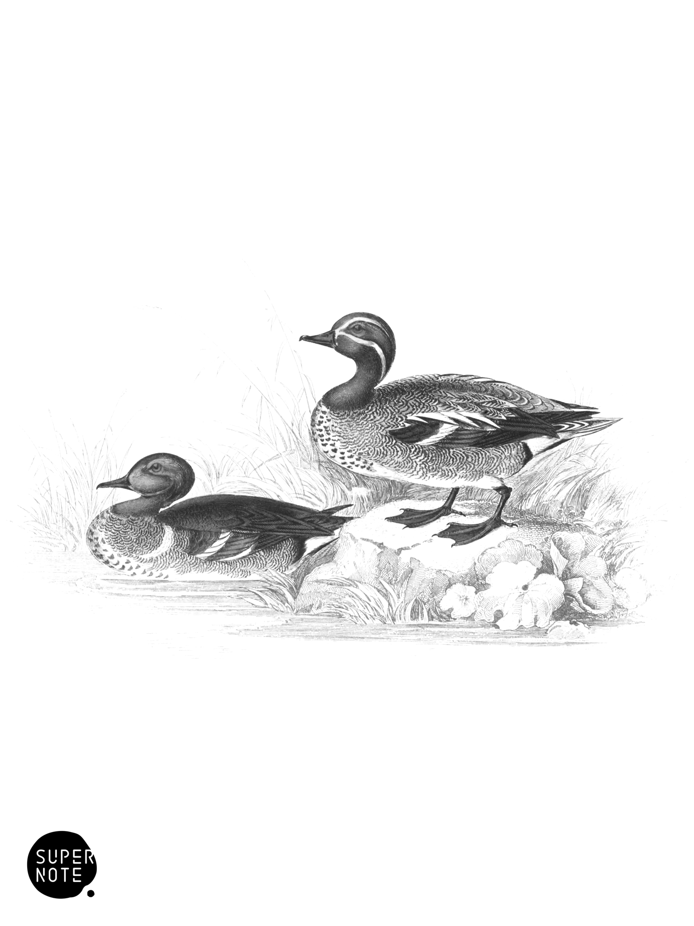 Common Teal (vol-40 plate-3).png