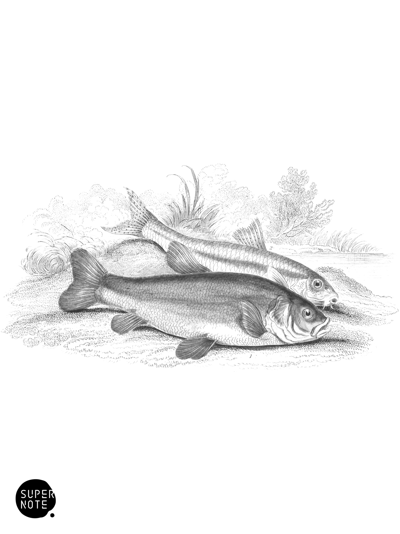 Common Tench & Common Gudgeon (vol-37 plate-25).png