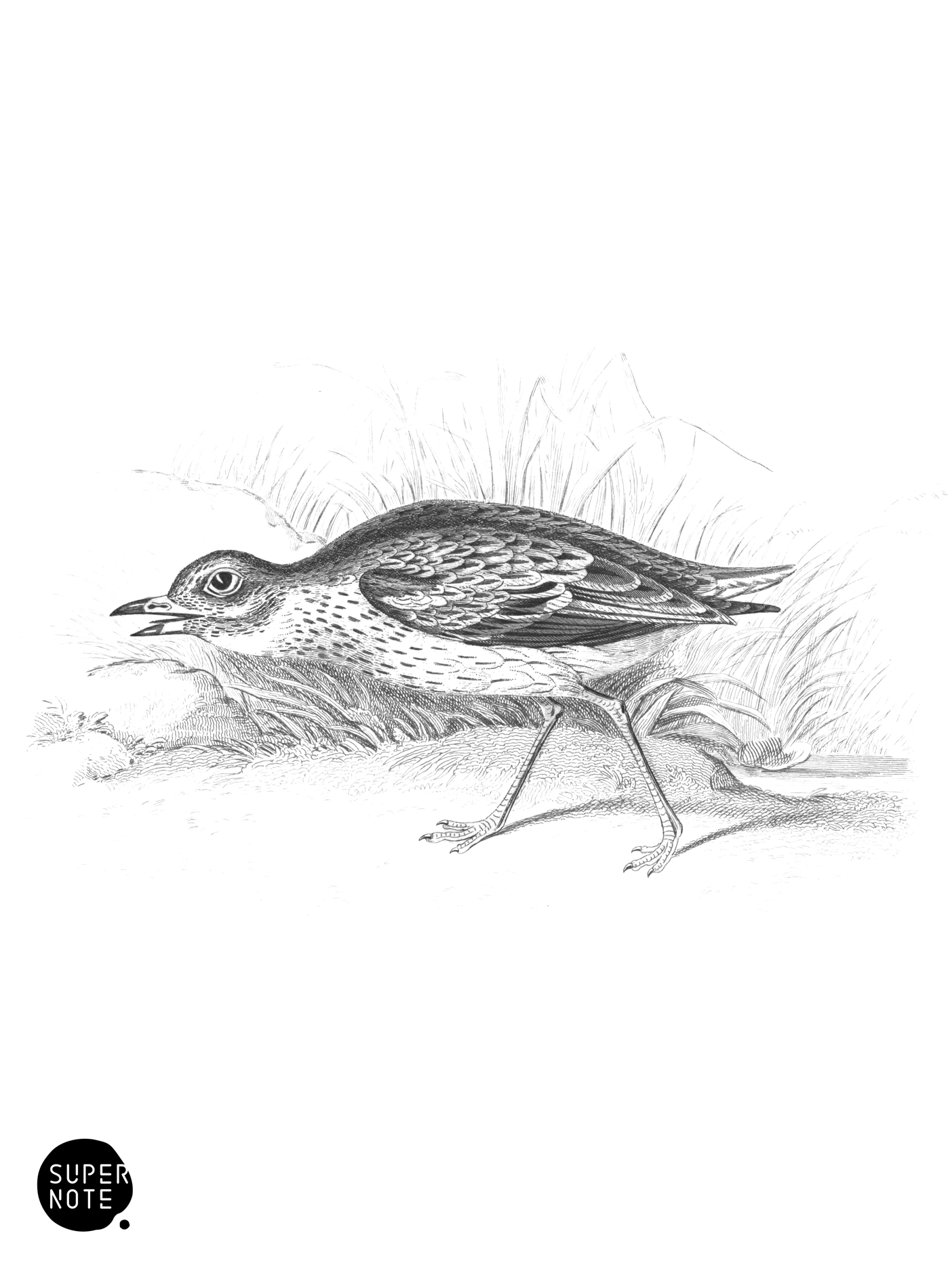 Common Thick-Knee (vol-34 plate-24).png