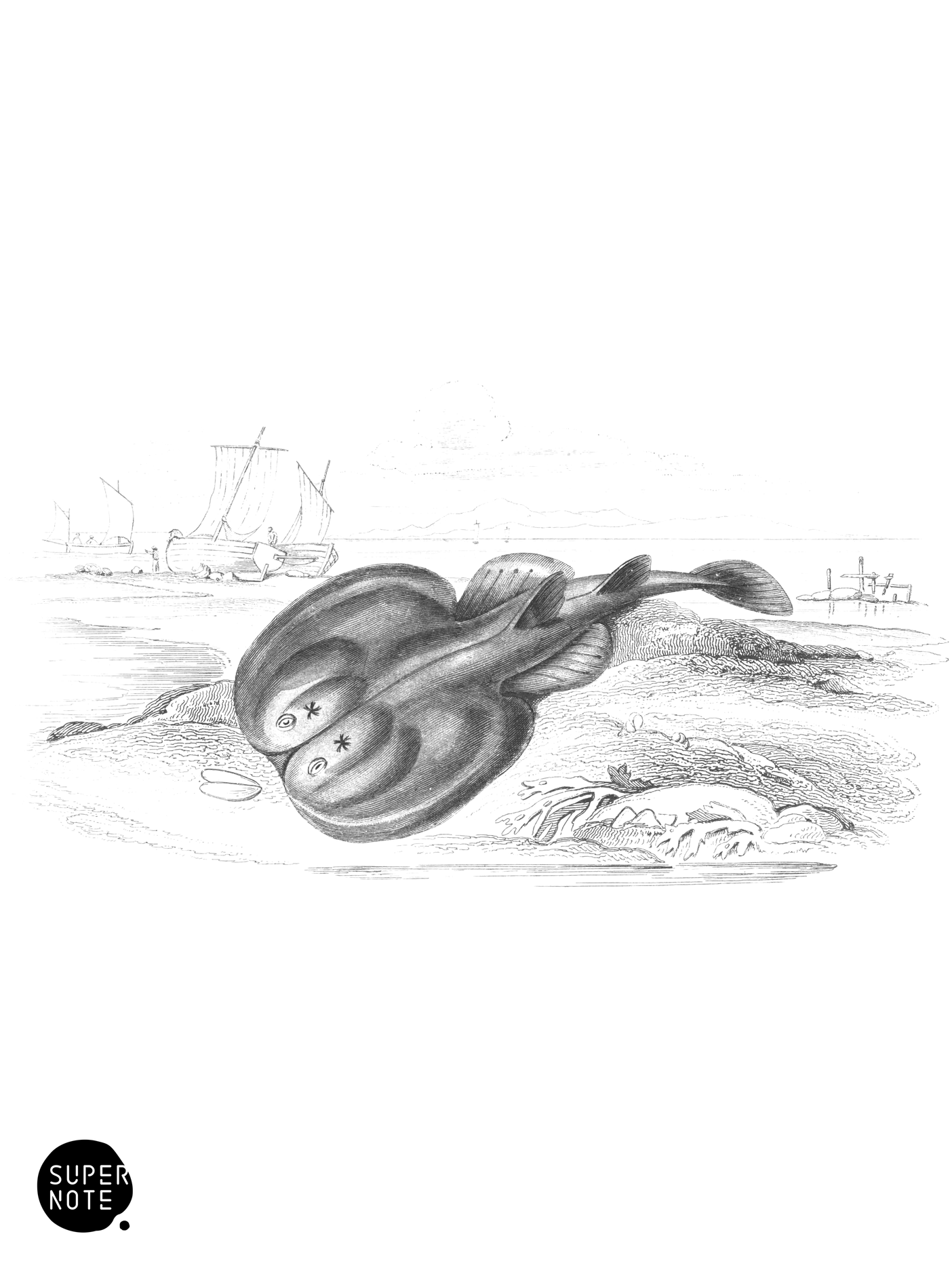Common Torpedo, Cramp-Fish, or Electric Ray (vol-39 plate-30).png