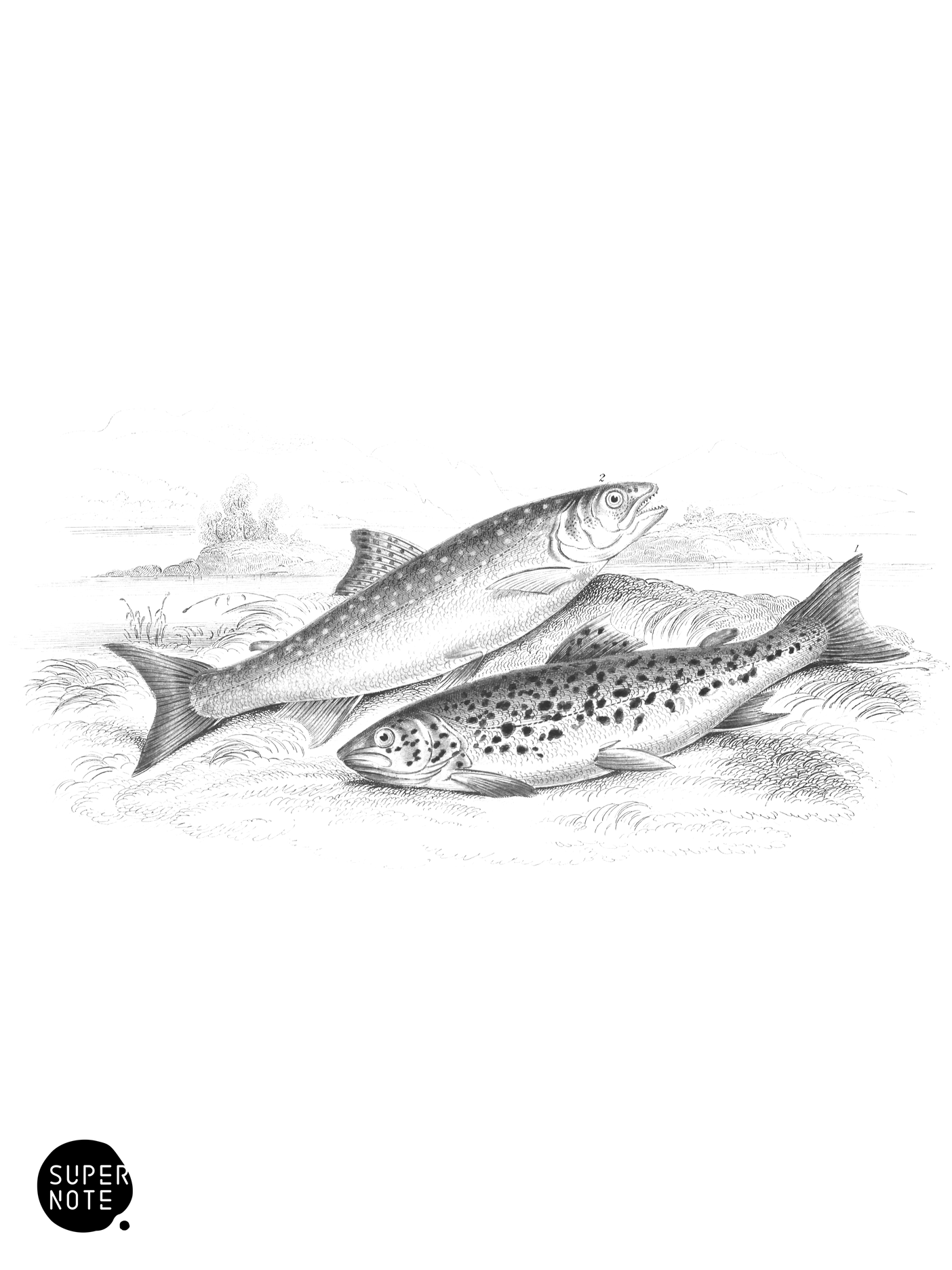 Common Trout & Northern Charr (vol-37 plate-34).png