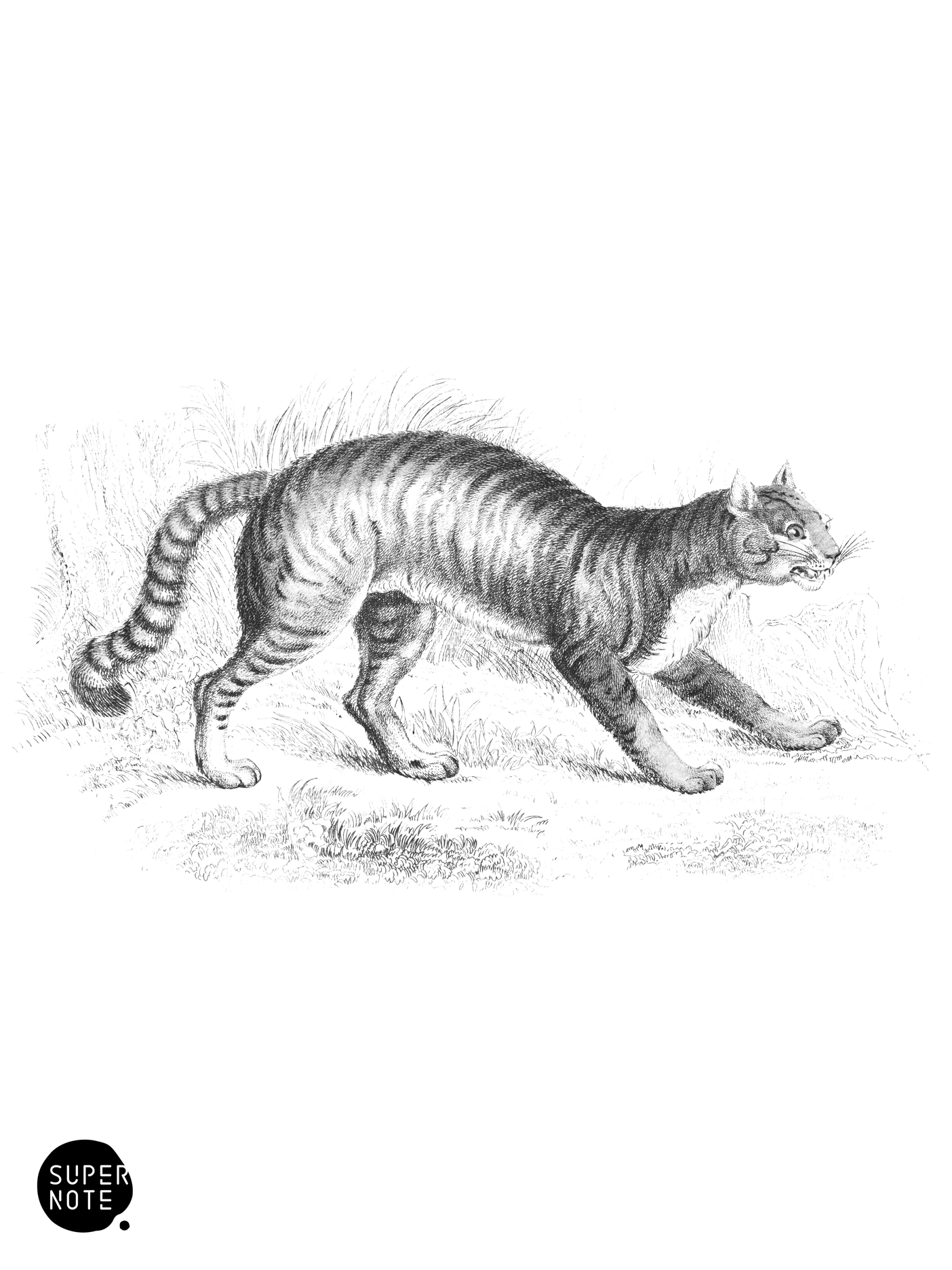Common Wild Cat (vol-04 plate-29).png