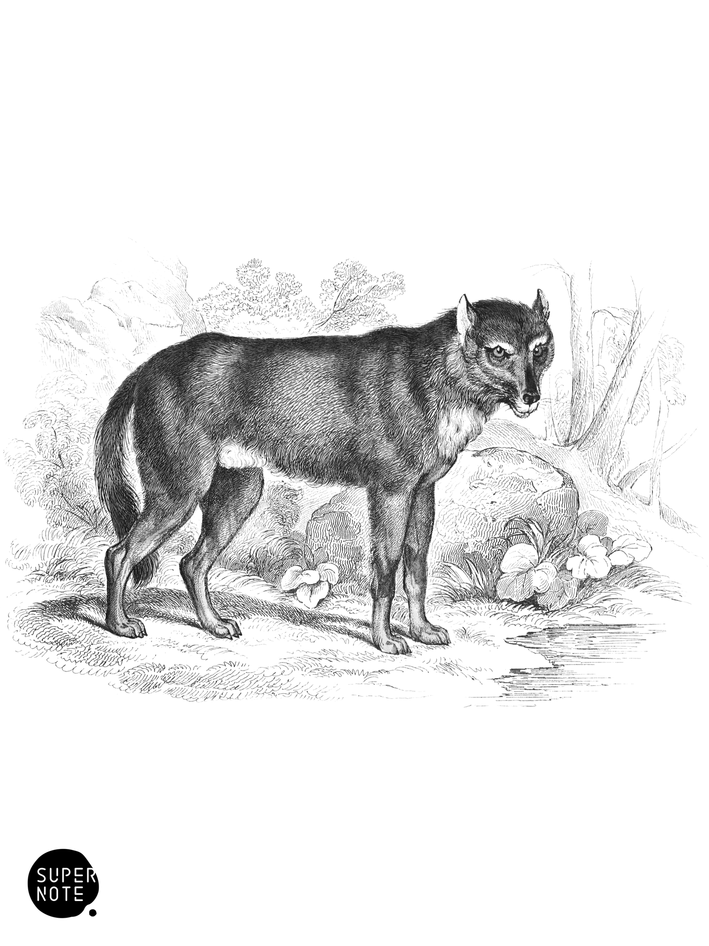 Common Wolf (vol-25 plate-1).png