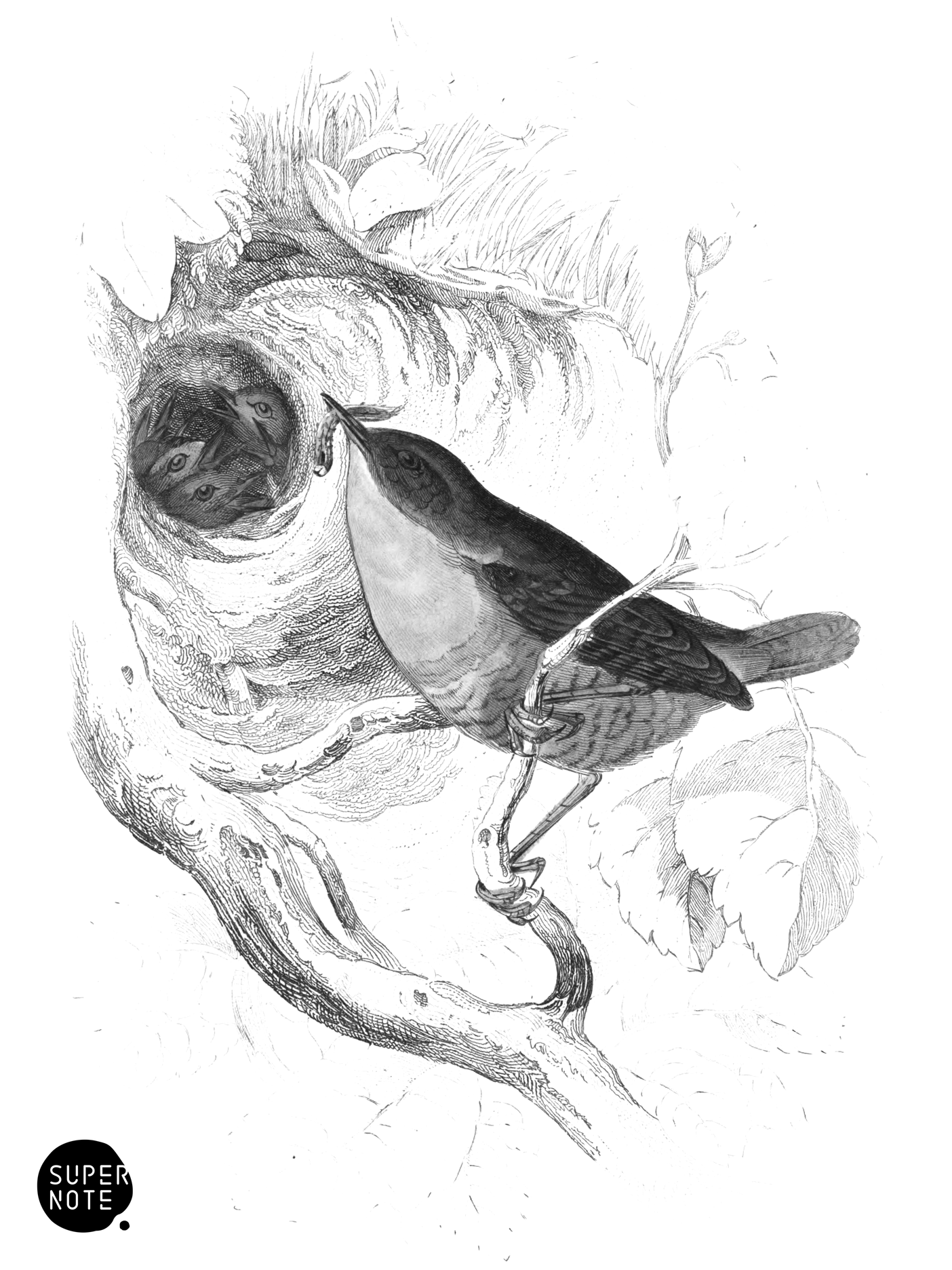 Common Wren (vol-24 plate-23).png
