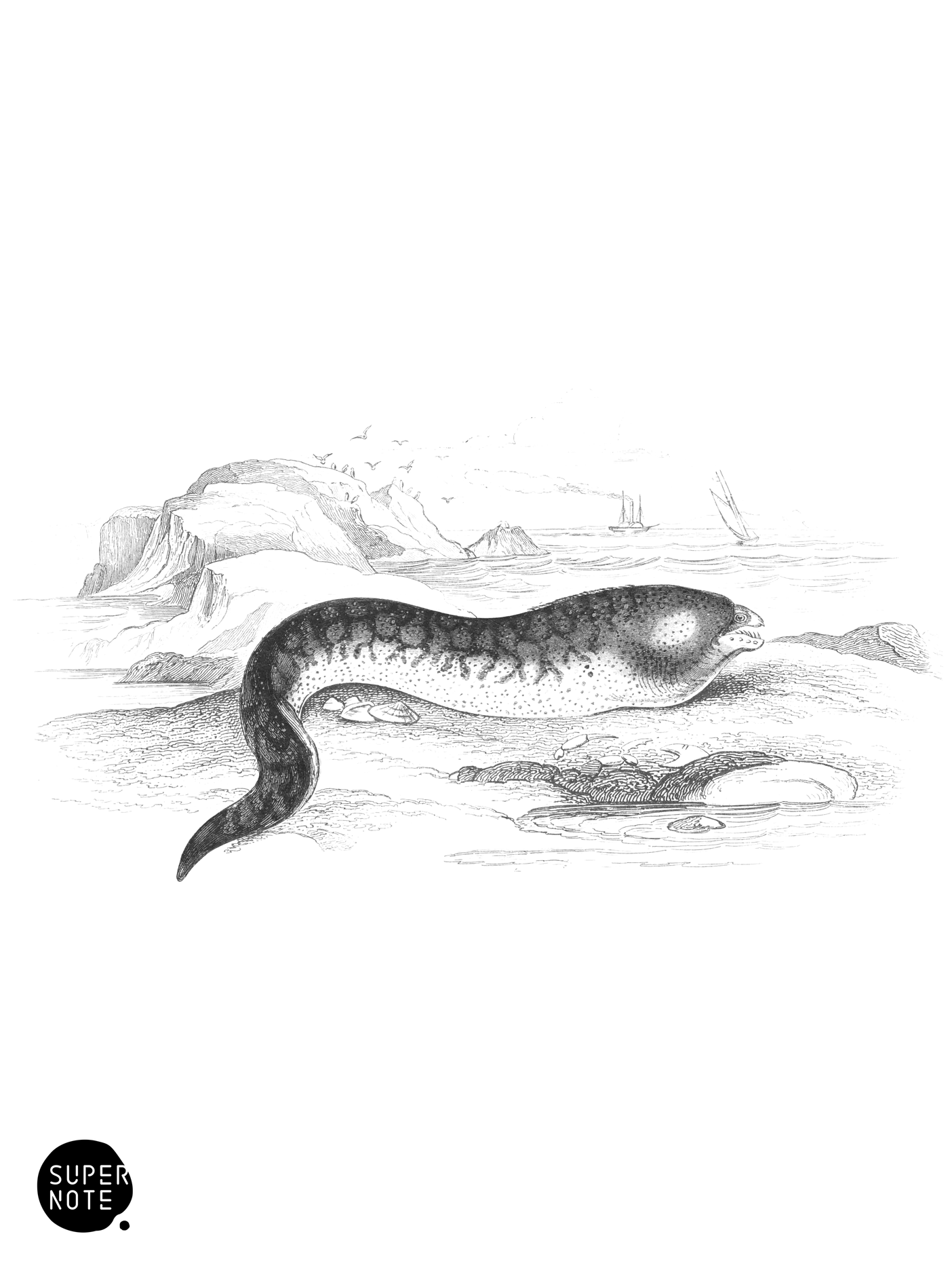 Common, or Roman Muræna (vol-39 plate-16).png