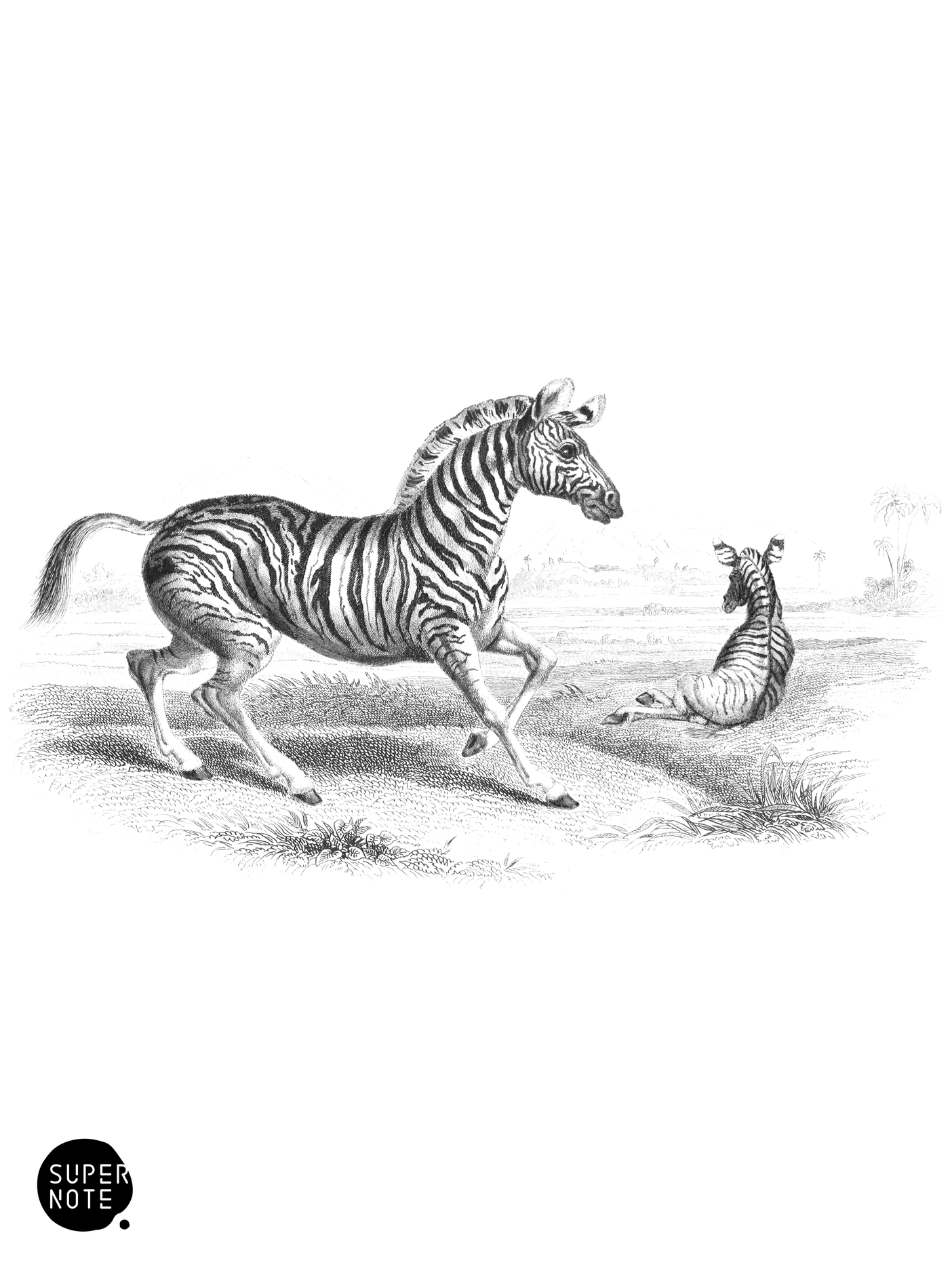 Congo Duaw, or Zebra of Pigafetta (vol-31 plate-22).png