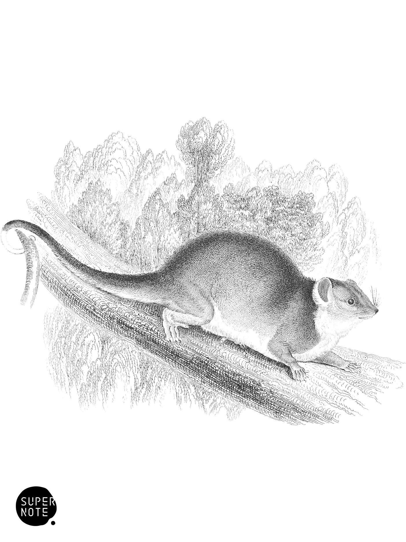 Cook’s Phalanger (vol-30 plate-25).png
