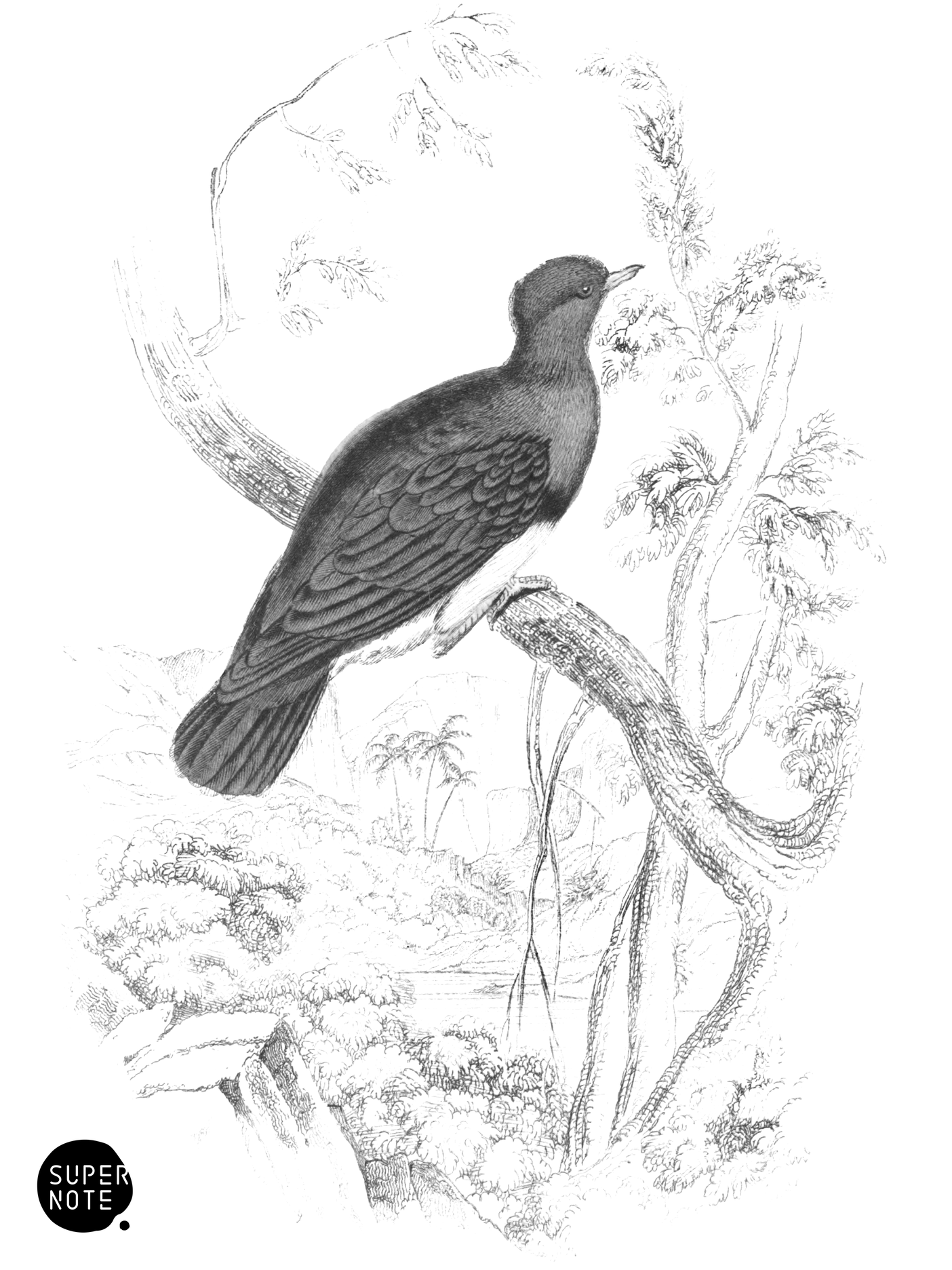 Copper-Coloured Ground Dove (vol-09 plate-25).png