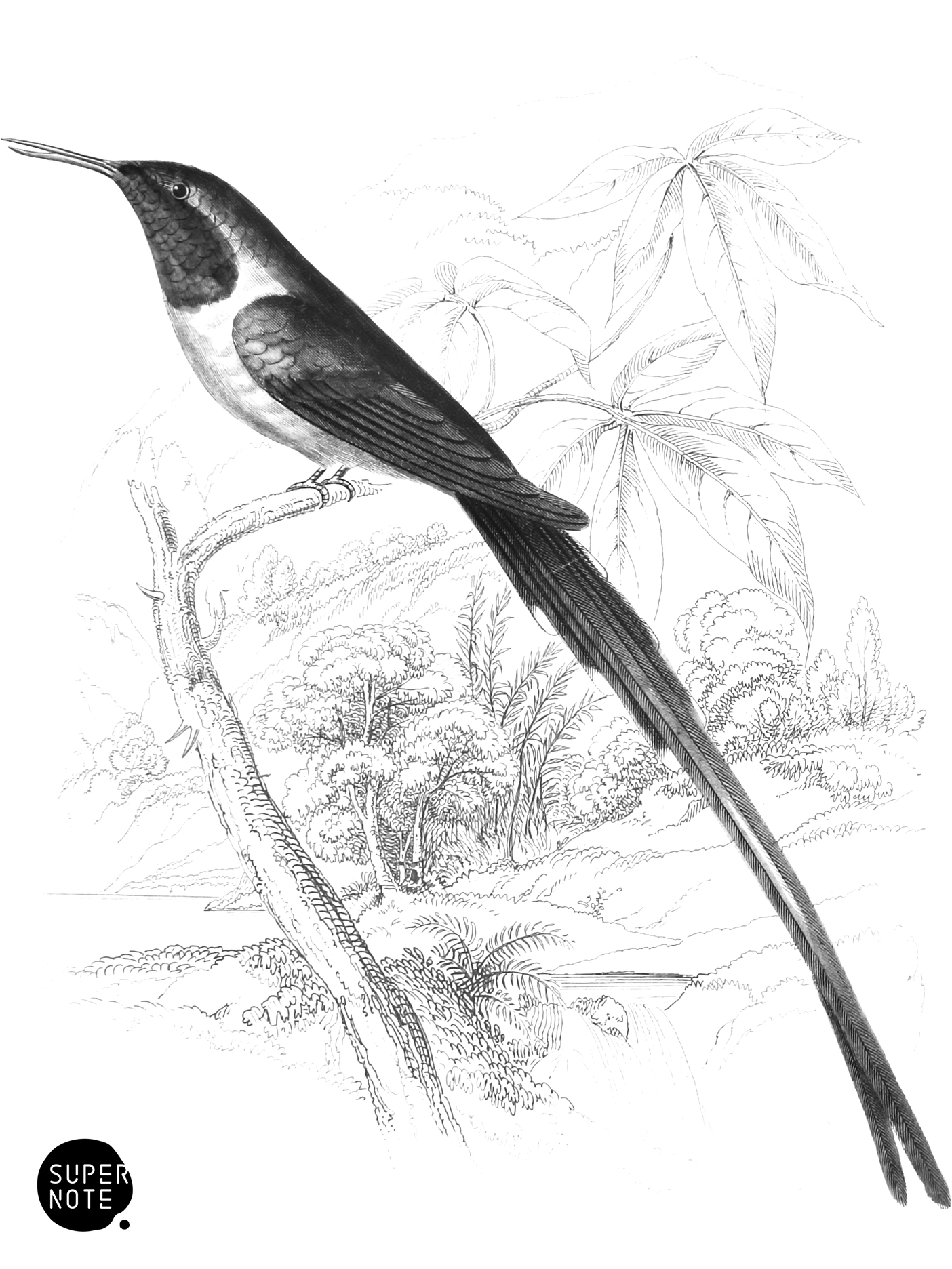 Cora Humming-Bird (vol-01 plate-25).png