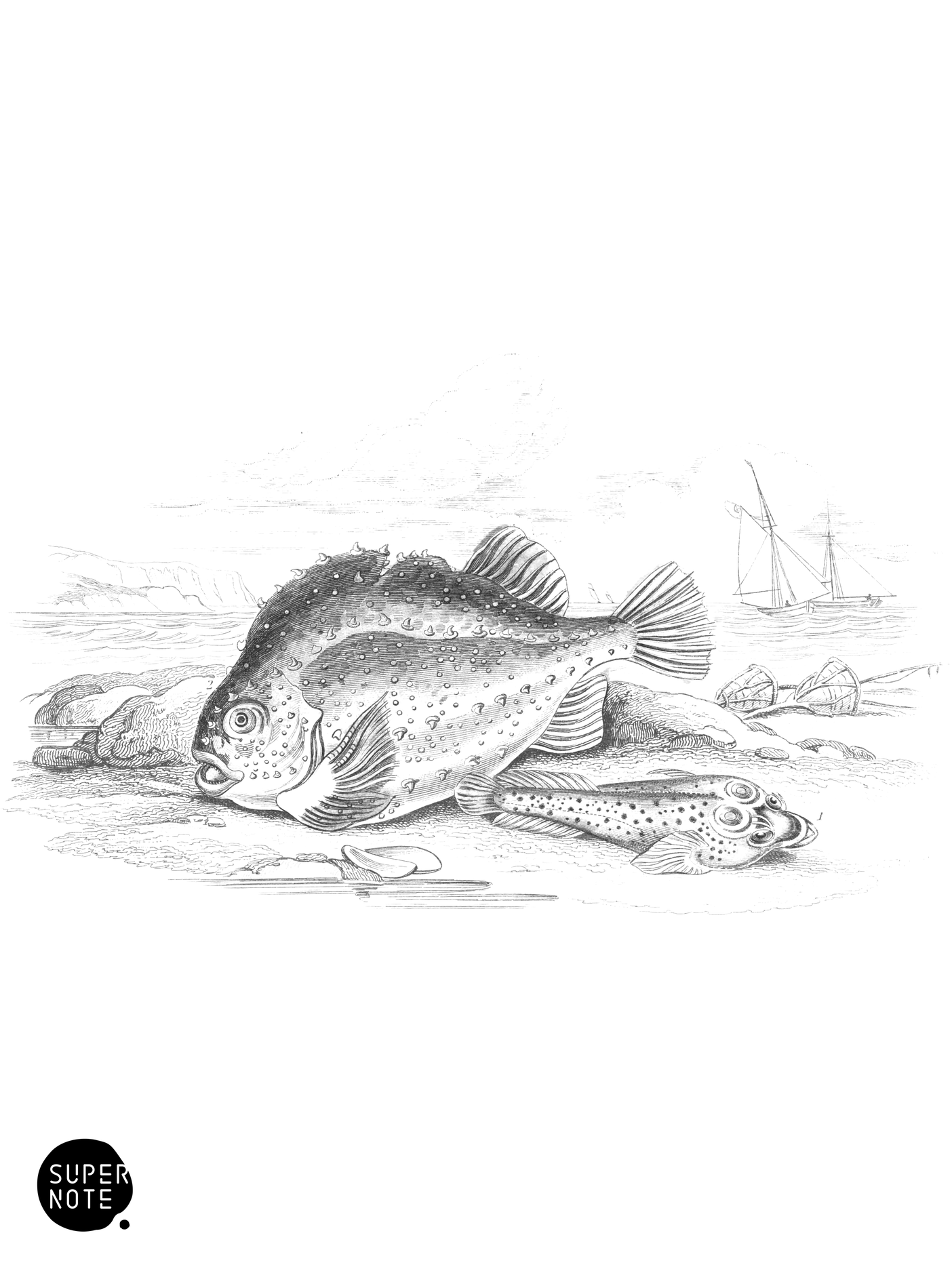 Cornish Sucker & Lump Sucker (vol-39 plate-13).png