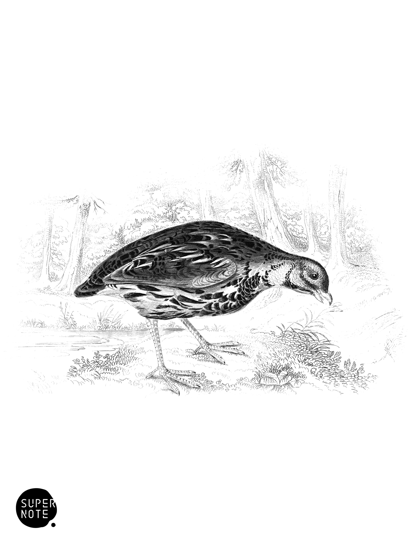 Coromandel Quail (vol-06 plate-8).png