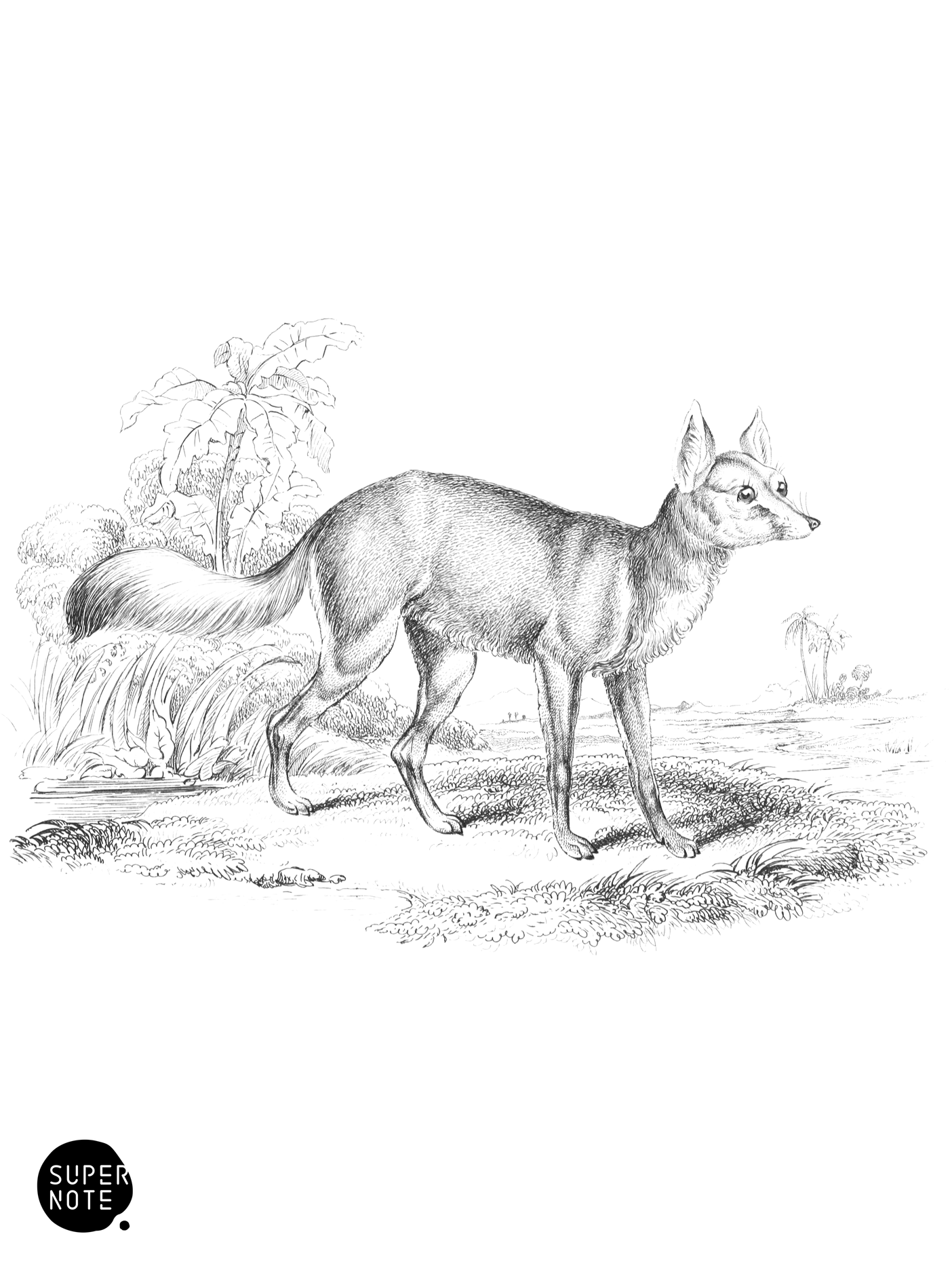 Corsac Dog-Fox (vol-25 plate-16).png