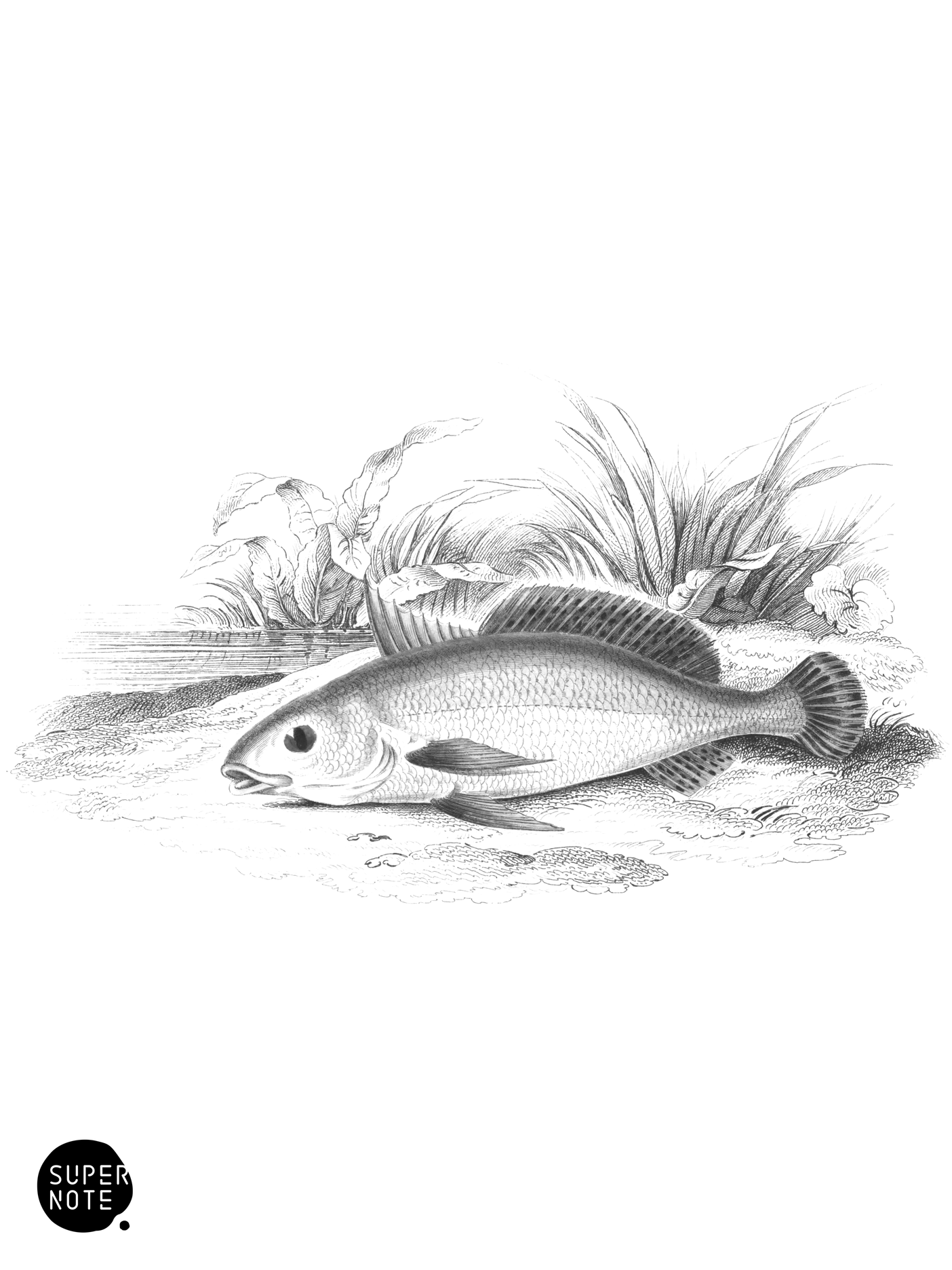 Corvina of the Essequibo (vol-38 plate-2).png