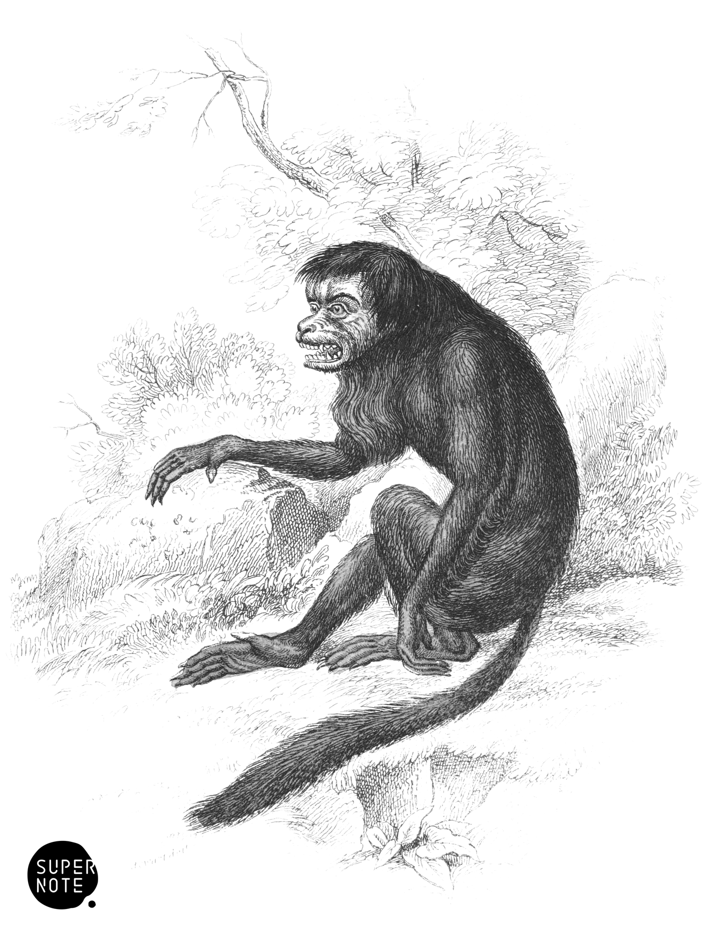 Couxio (vol-02 plate-25-cw).png