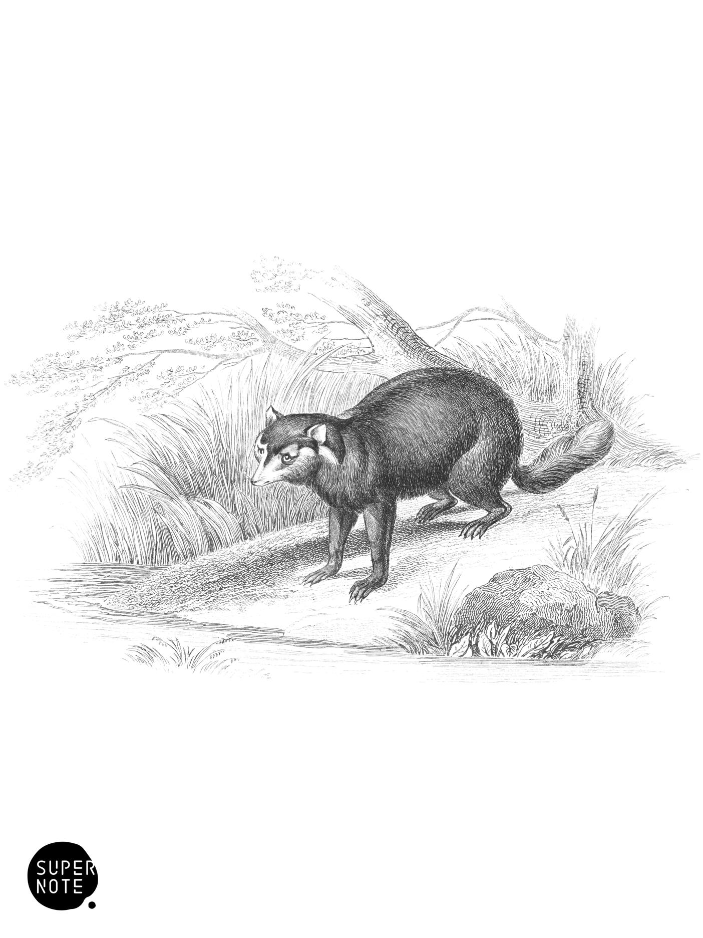 Crab-Eating Racoon (vol-35 plate-19).png