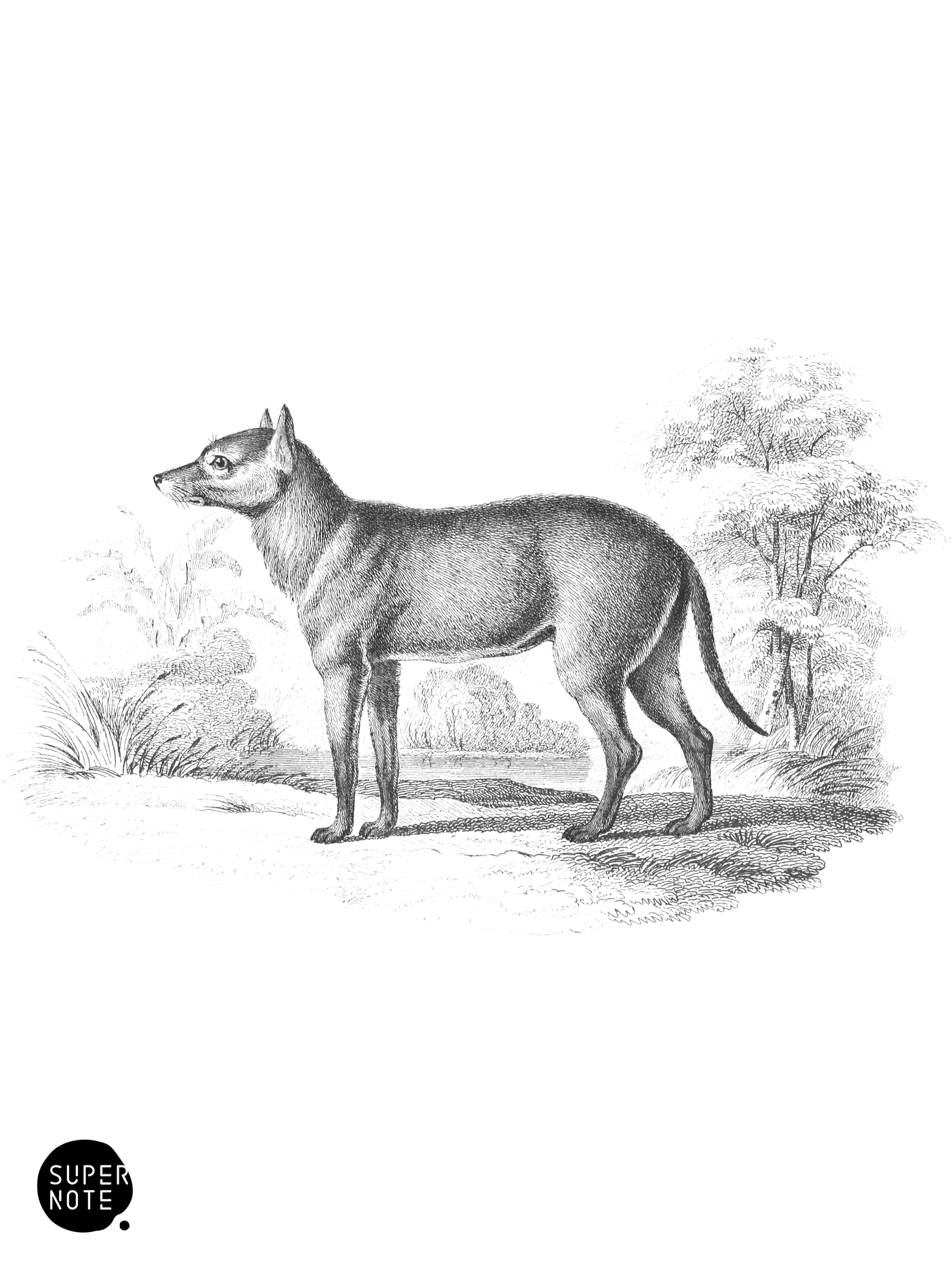 Crabodage, or Surinam Aguara Dog (vol-25 plate-25).png