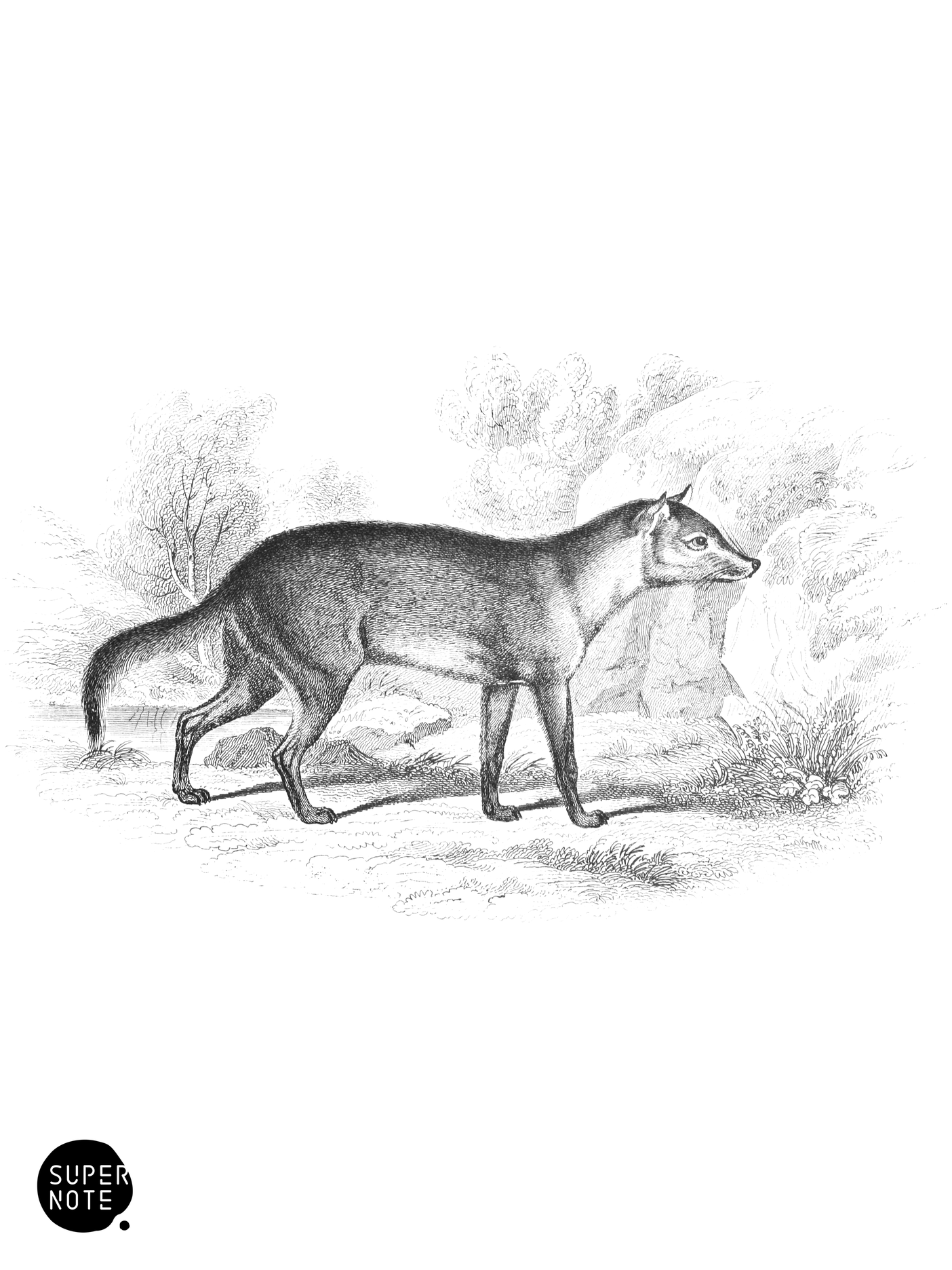 Crabodago Aguara Fox (vol-25 plate-29).png