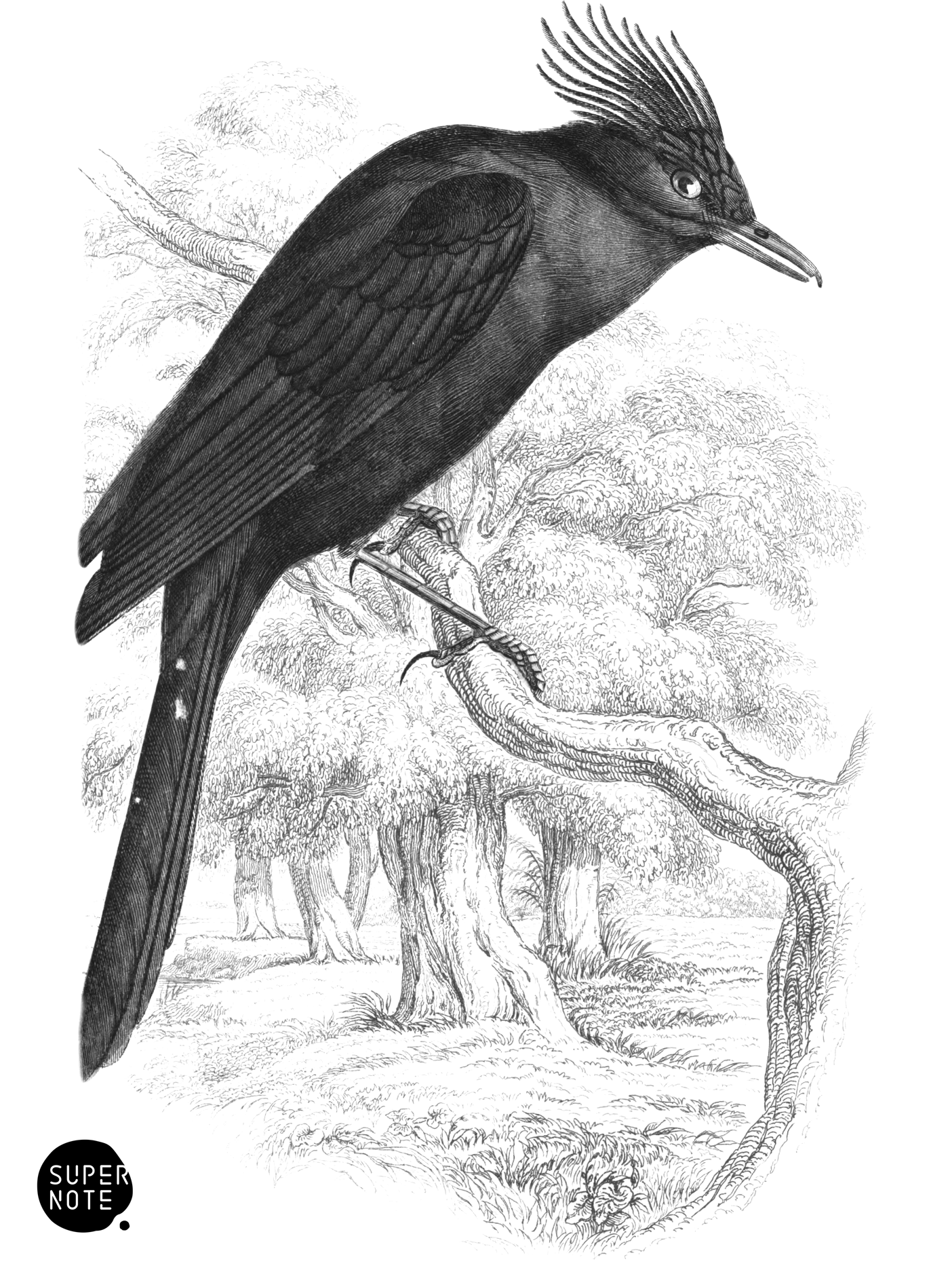 Crested Black Water-Chat (vol-21 plate-7).png