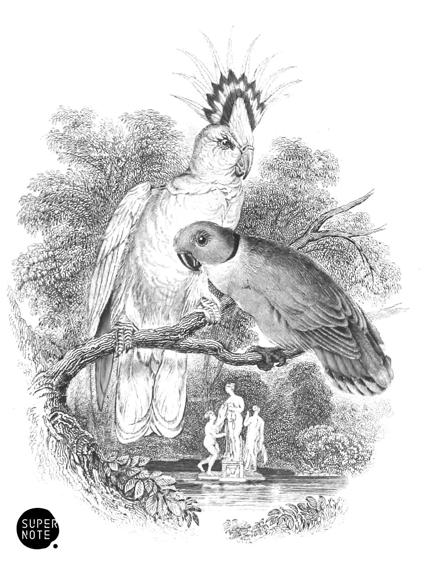 Crested Cockatoo & Love Bird (vol-15 vignette).png