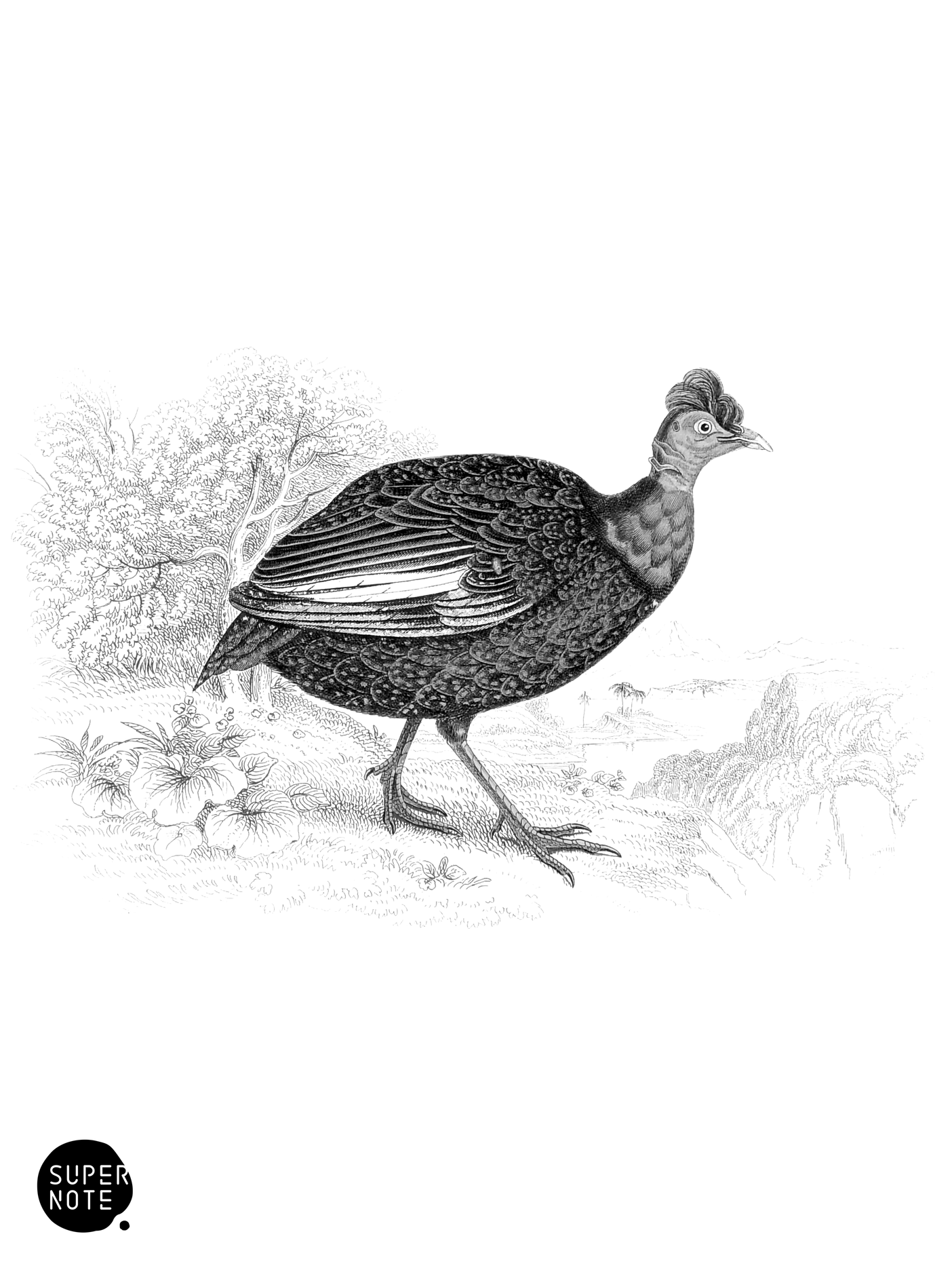 Crested Guinea-Fowl (vol-05 plate-28).png