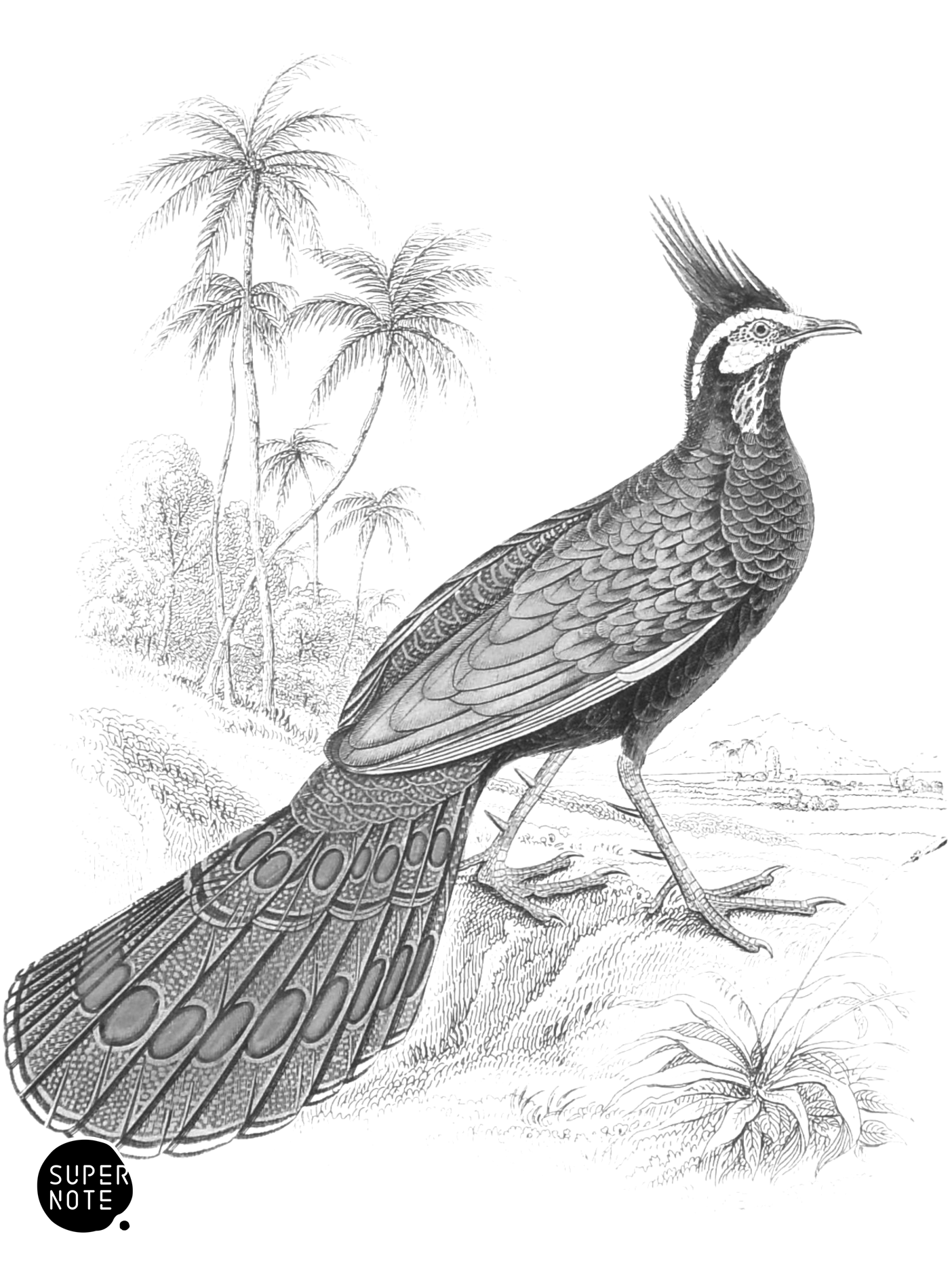 Crested Polyplectron (vol-05 plate-5).png
