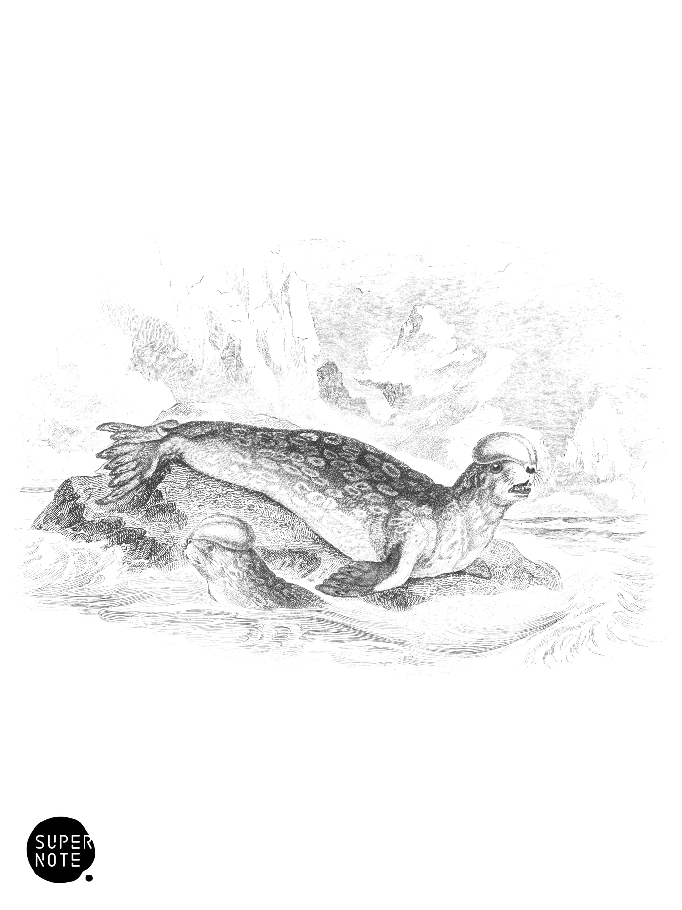 Crested Seal (vol-23 plate-14).png