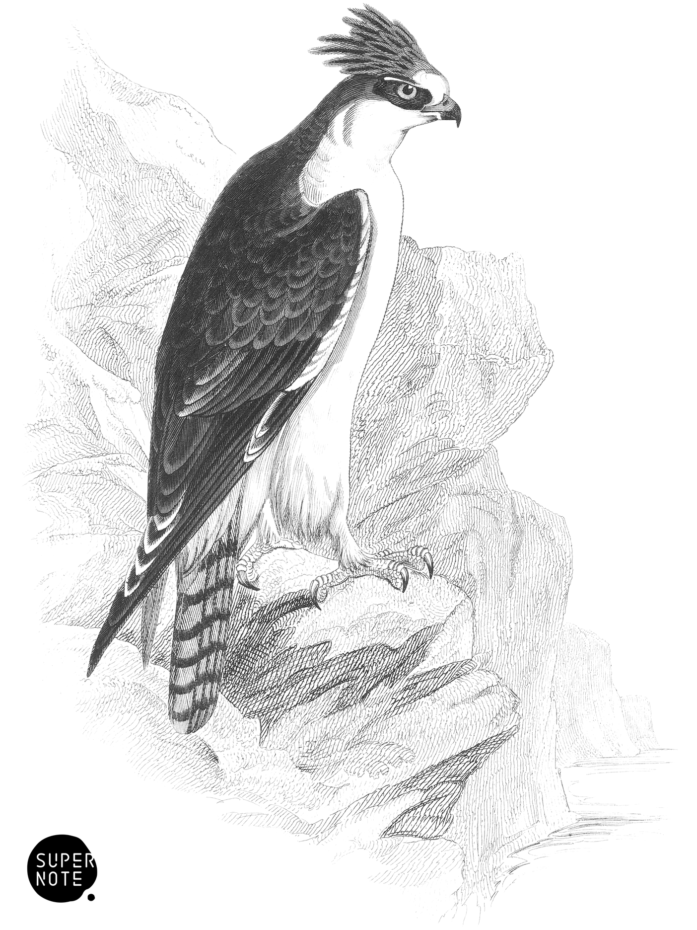 Crested Spizætus (vol-20 plate-21).png