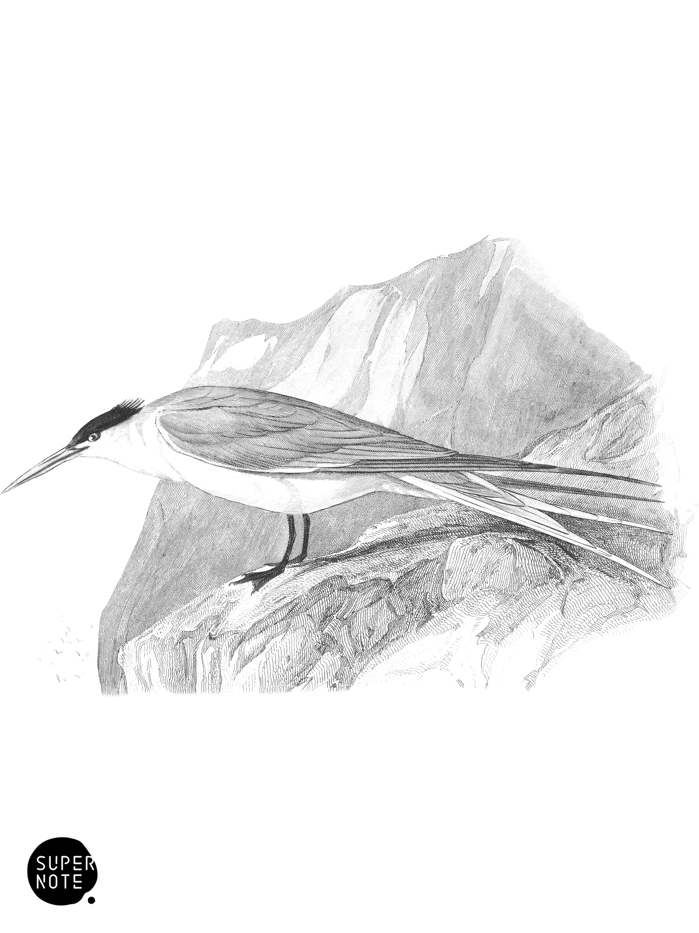 Crested Tern (vol-19 plate-30).png