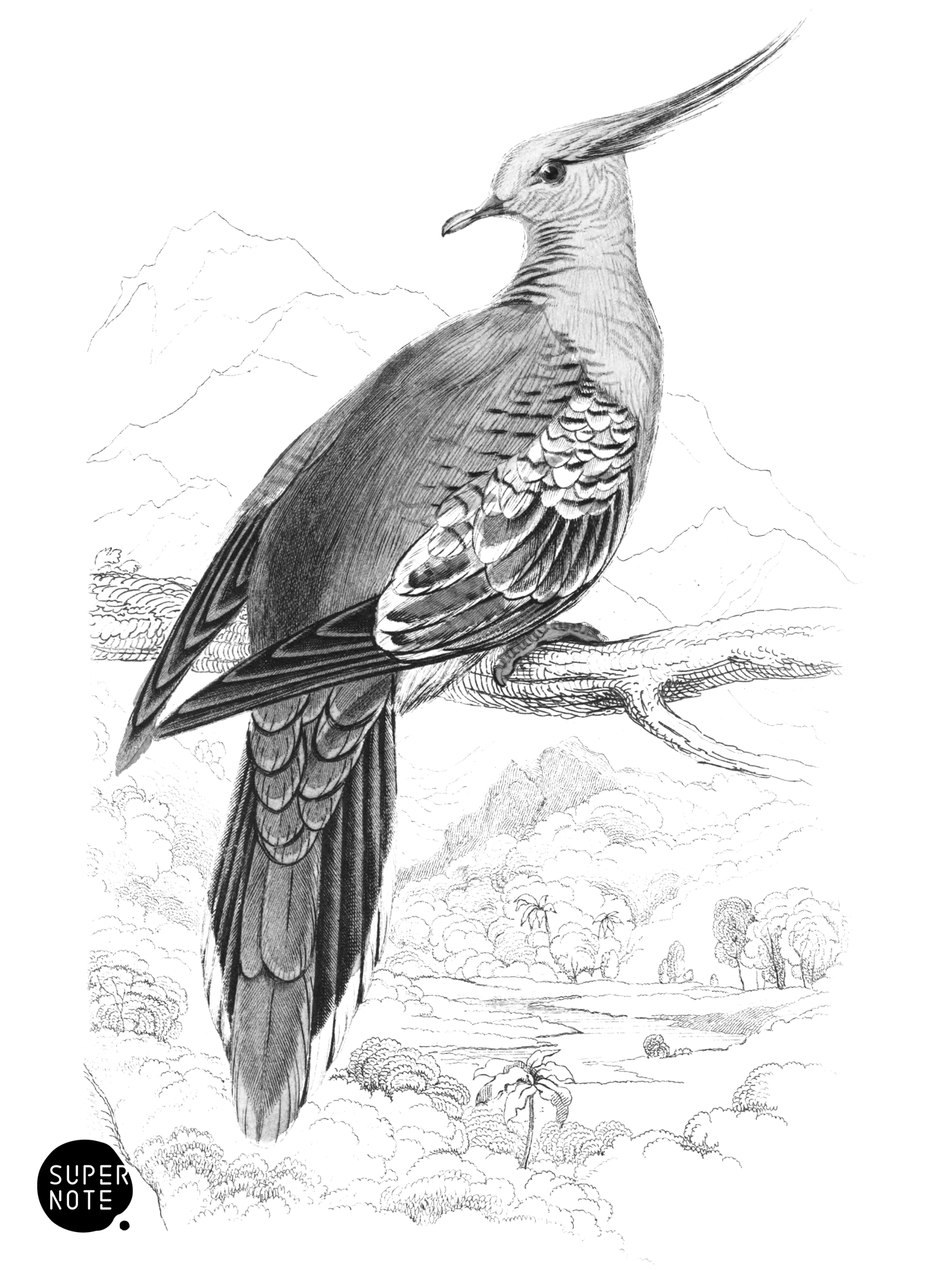 Crested Turtle (vol-09 plate-18).png