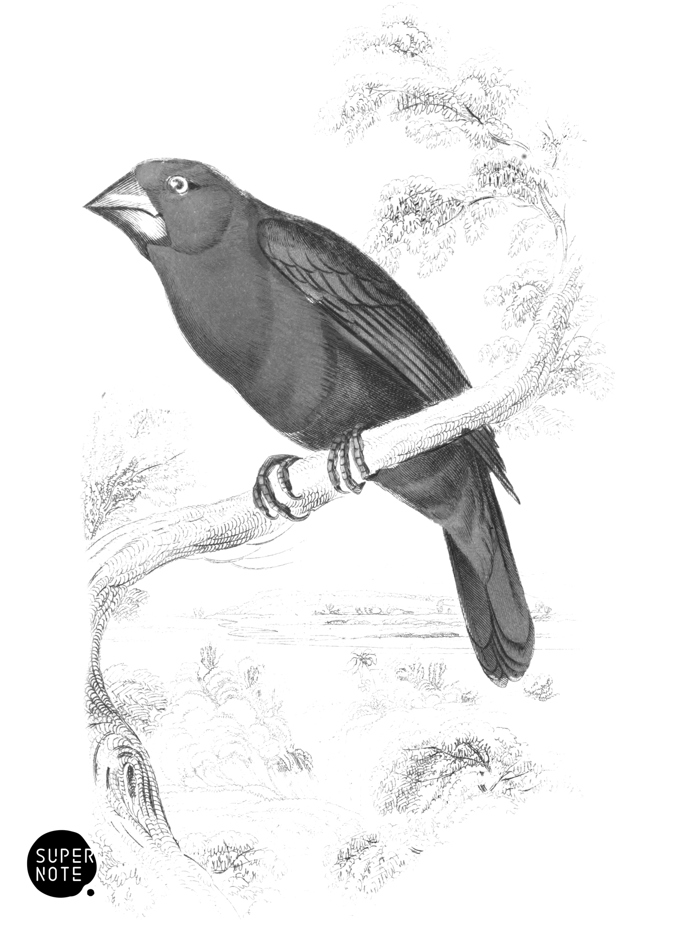 Crimson Nut-Cracker (vol-17 plate-9).png