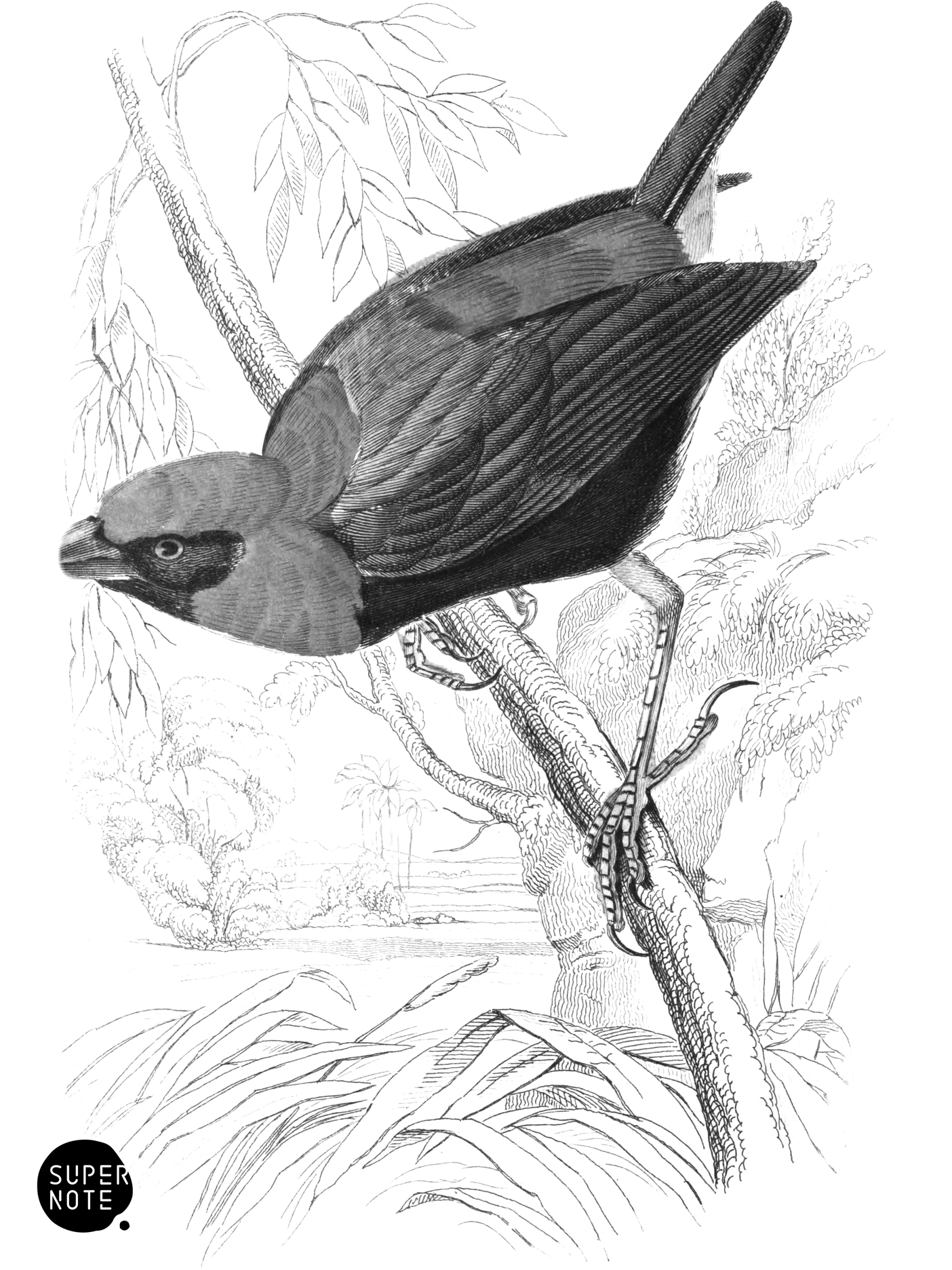 Crimson-Crowned Weaver (vol-17 plate-13).png