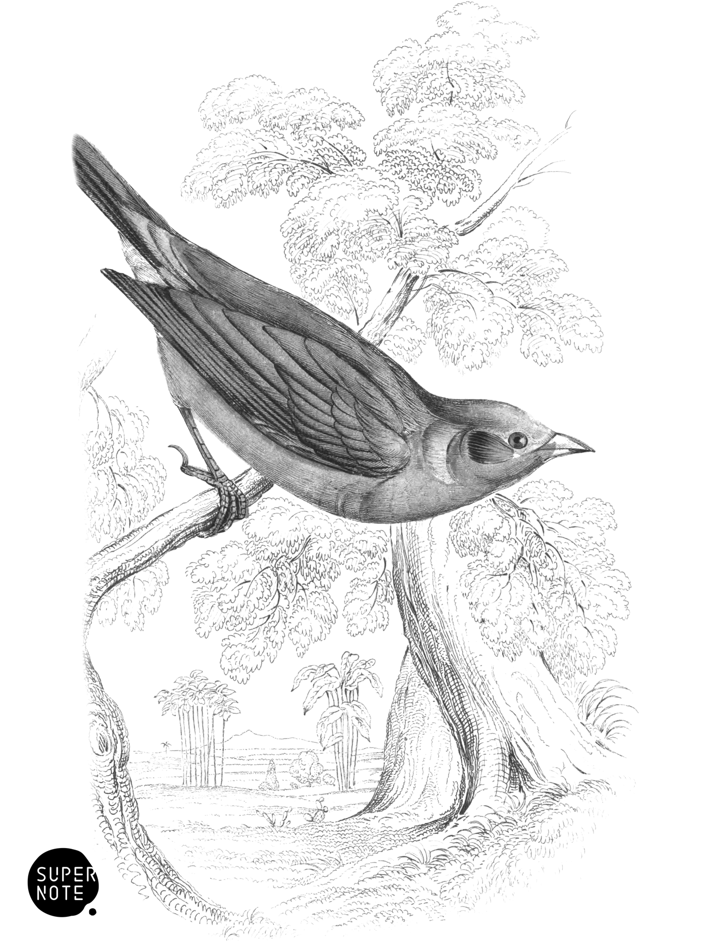 Crimson-Eared Bengaly (vol-17 plate-14).png