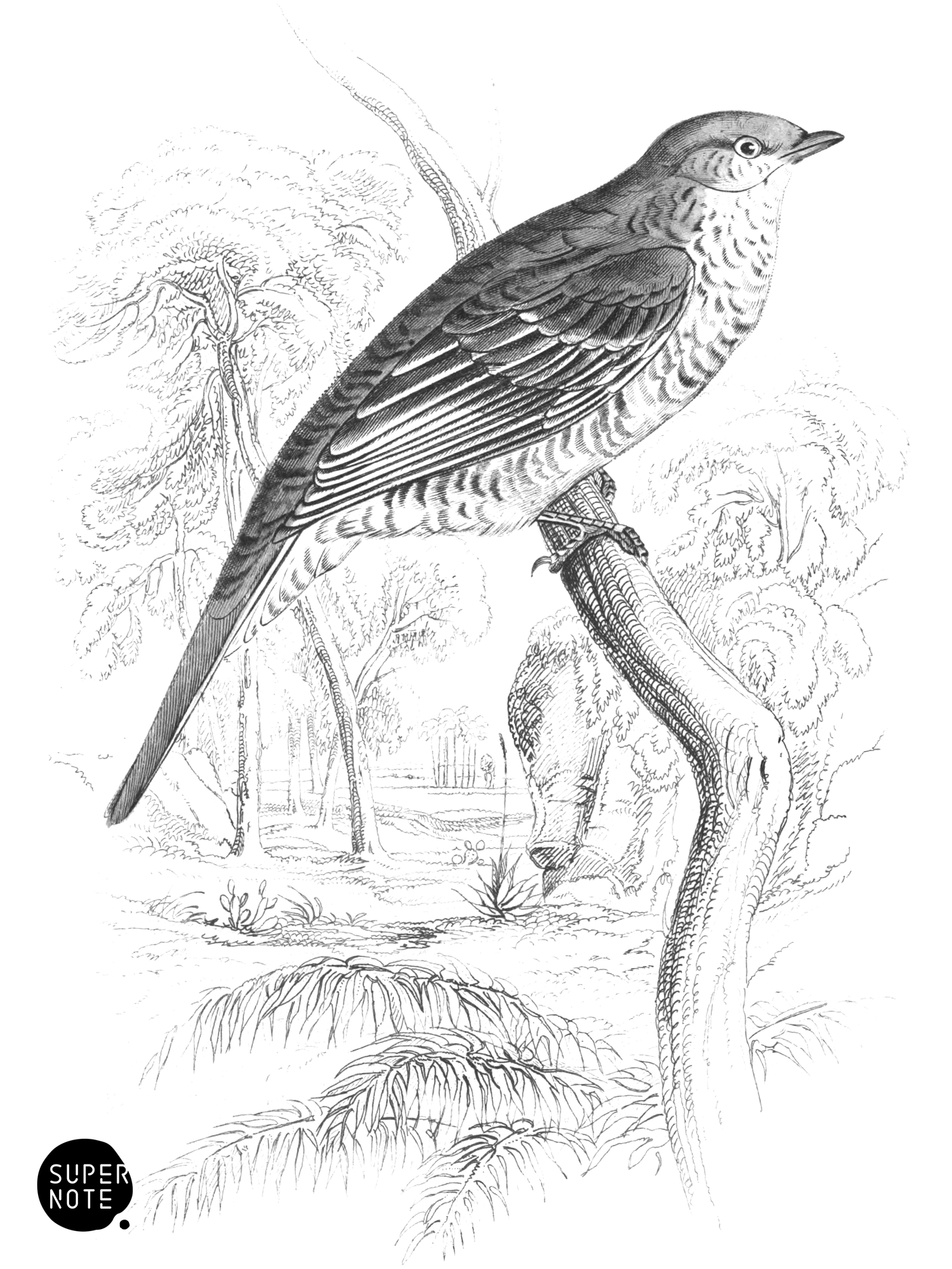 Crimson-Shouldered Caterpillar-Catcher (Female) (vol-17 plate-28).png
