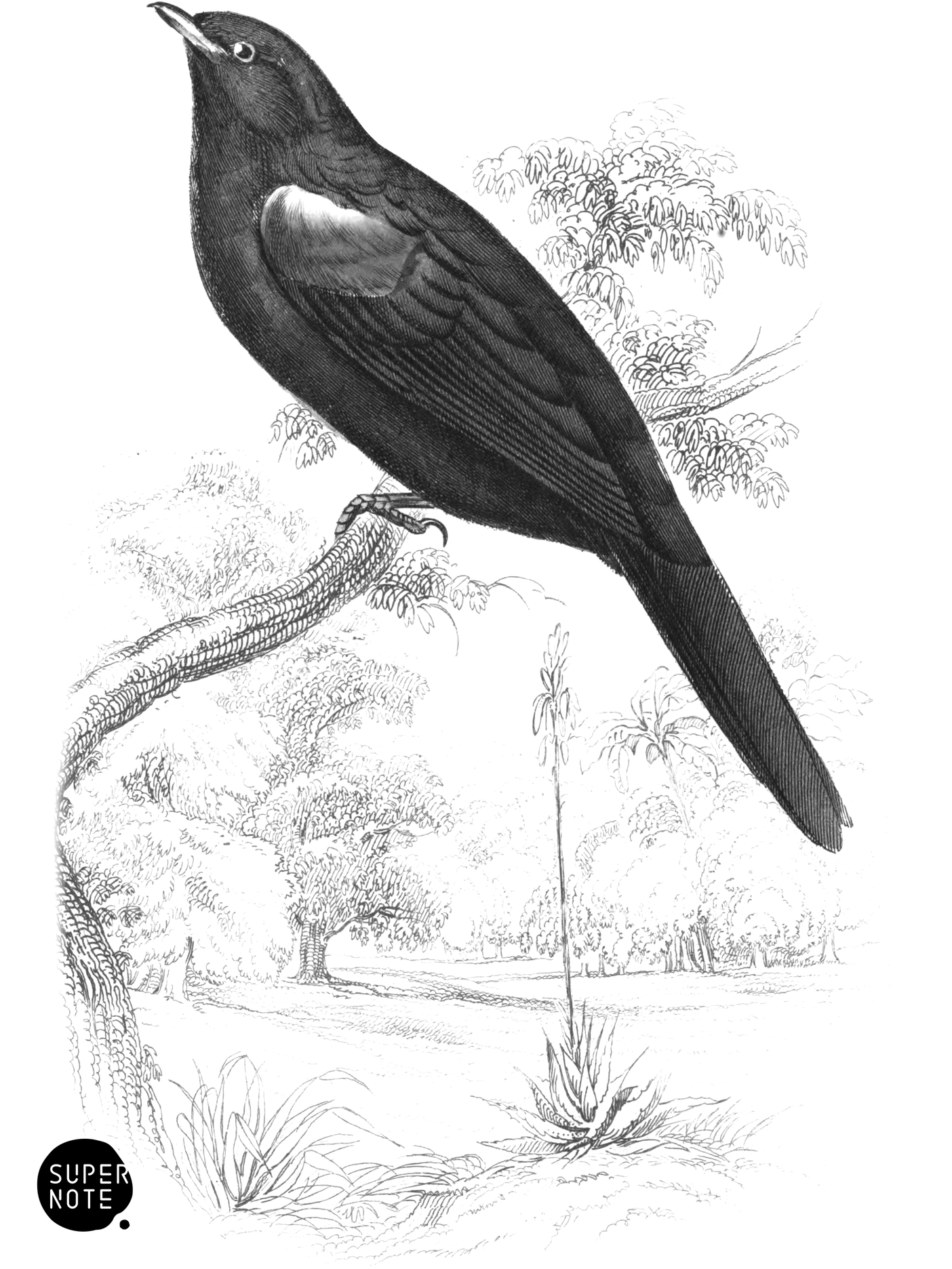 Crimson-Shouldered Caterpillar-Catcher (Male) (vol-17 plate-27).png