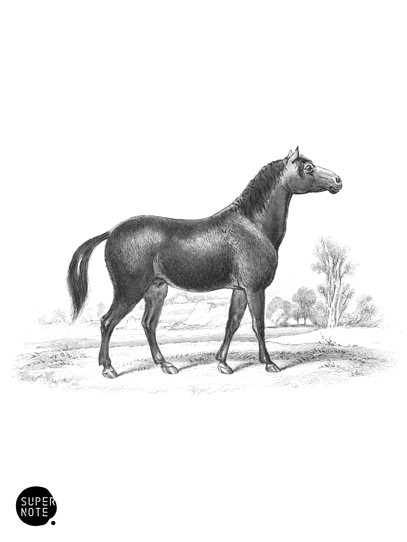 Crisp-Haired Horse (vol-31 plate-5).png