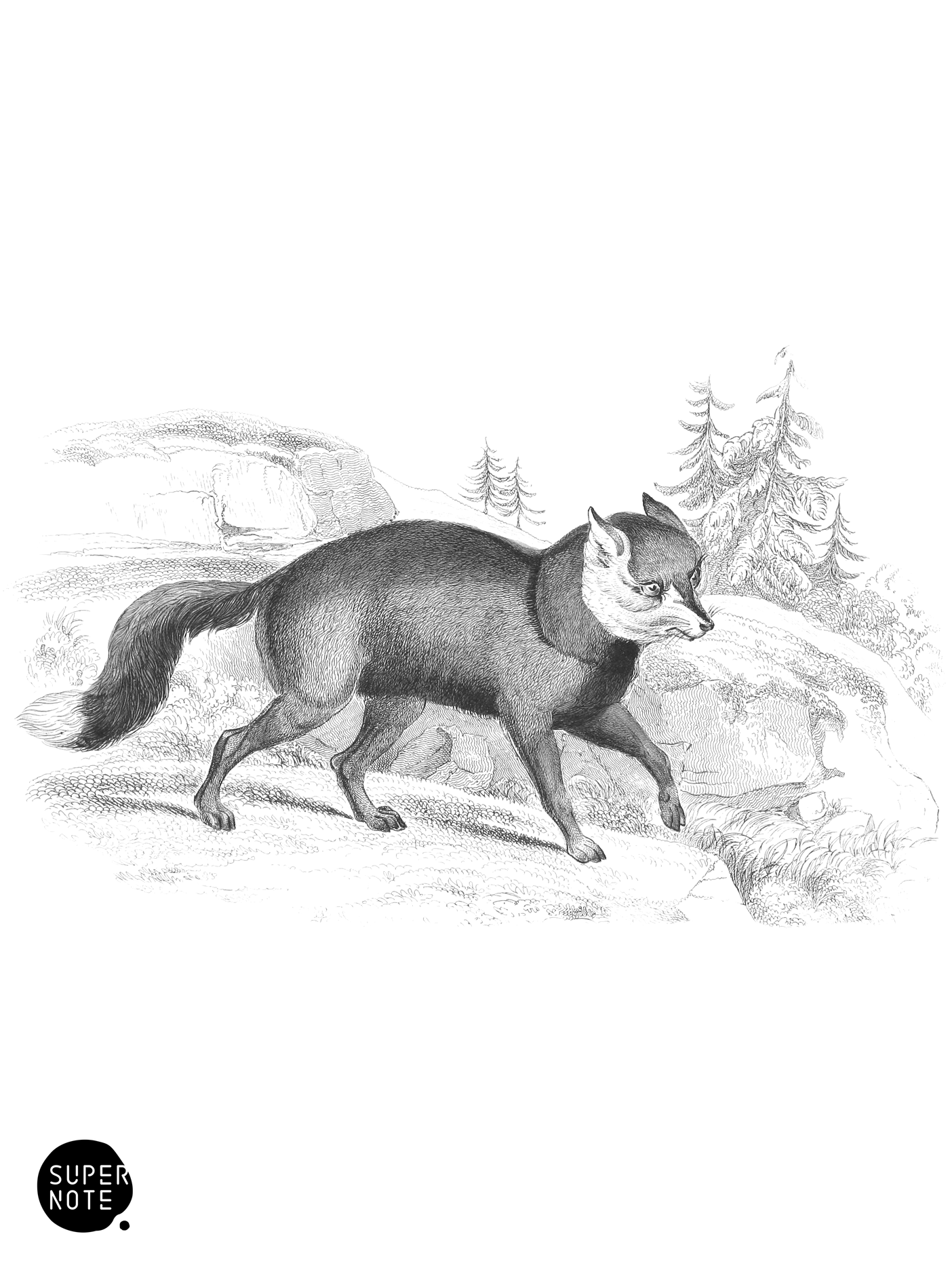 Cross-Fox of America (vol-28 plate-22).png