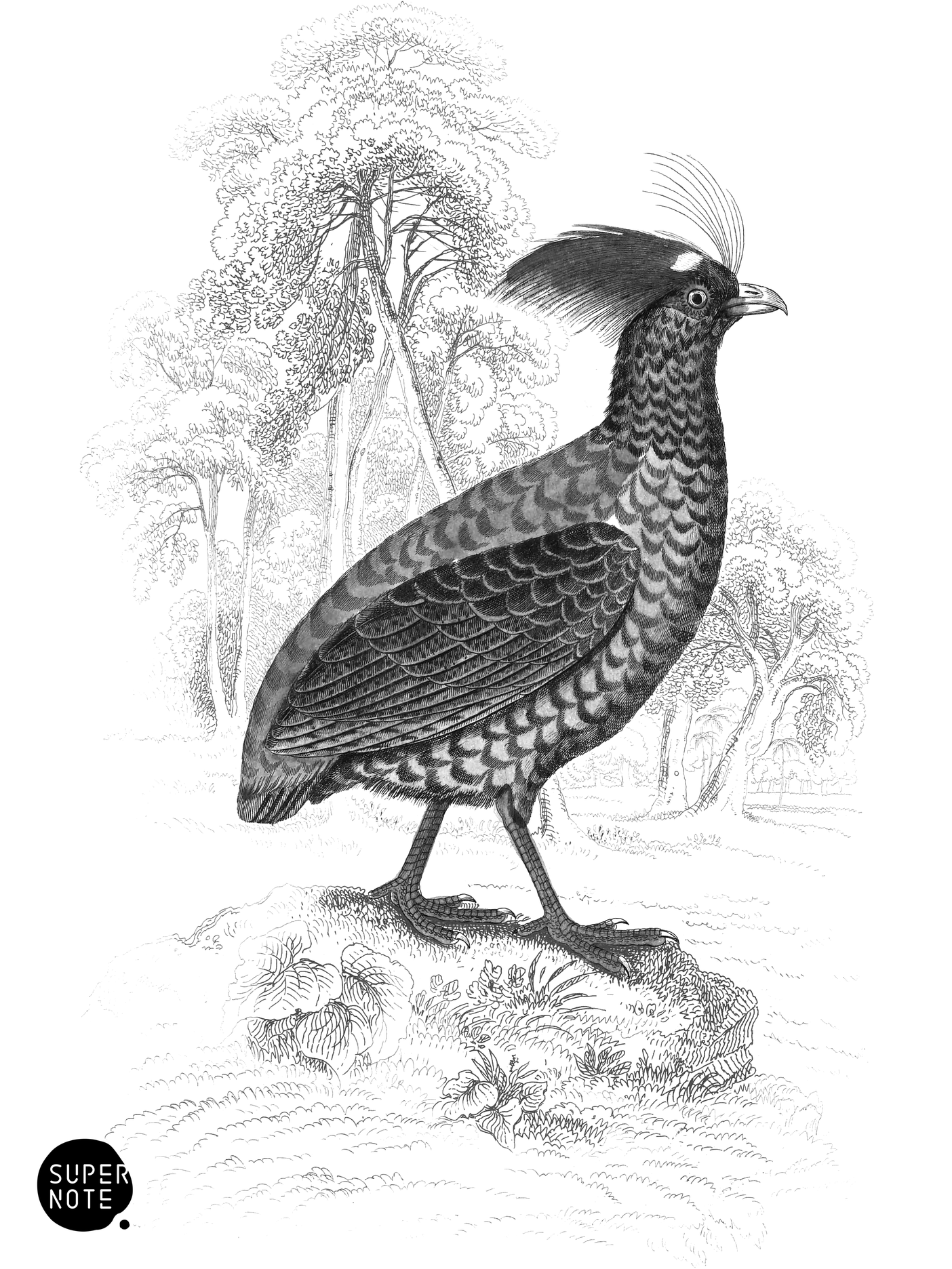 Crowned Cryptonix (vol-06 plate-26).png