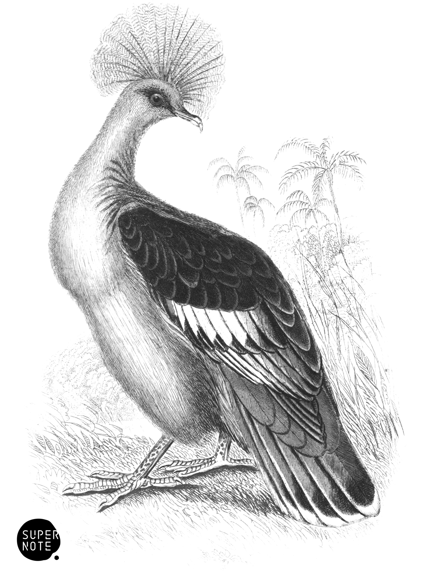 Crowned Goura Pigeon (vol-09 plate-30).png