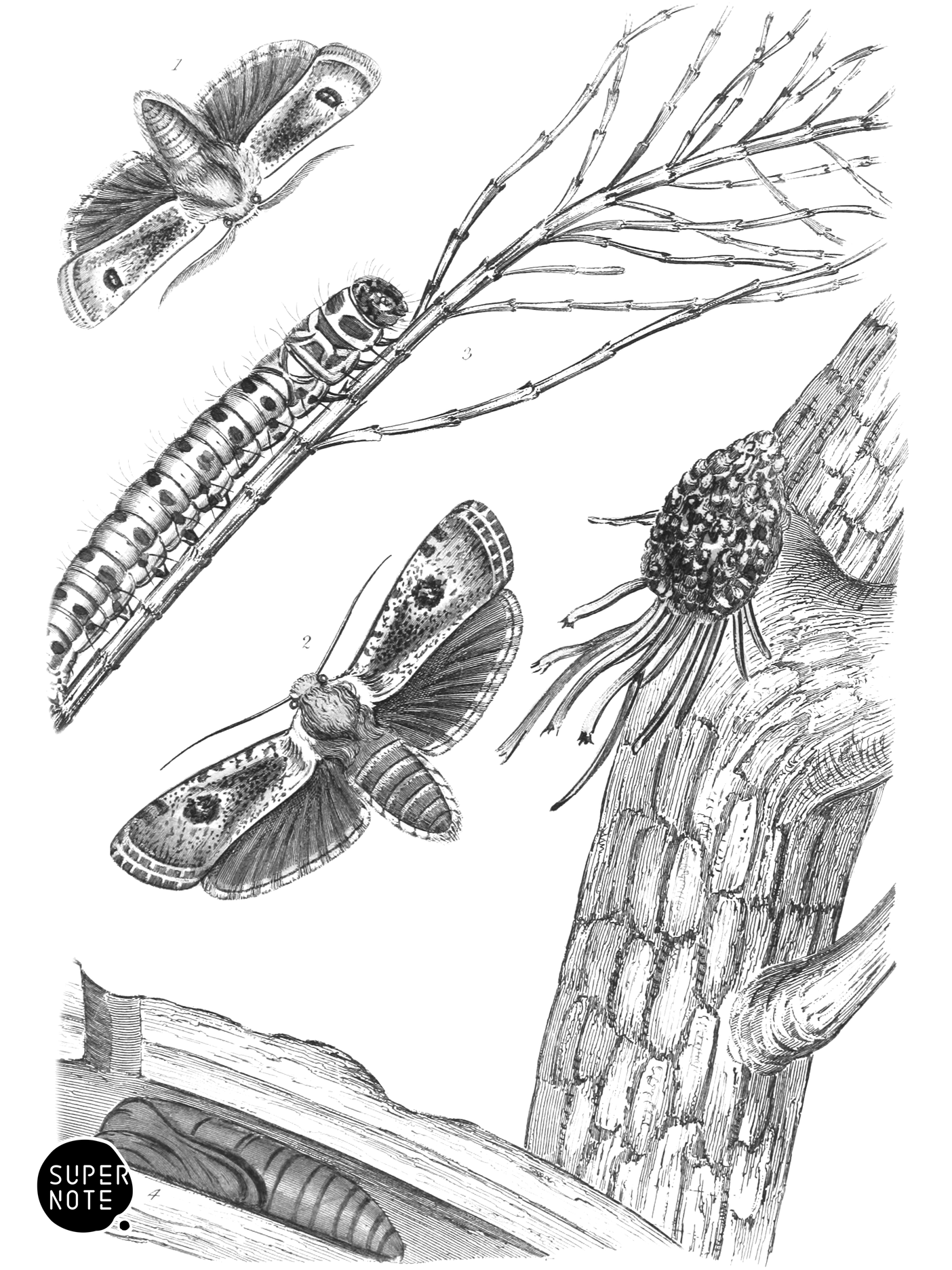 Cryptophasa Irrorata (vol-33 plate-10).png