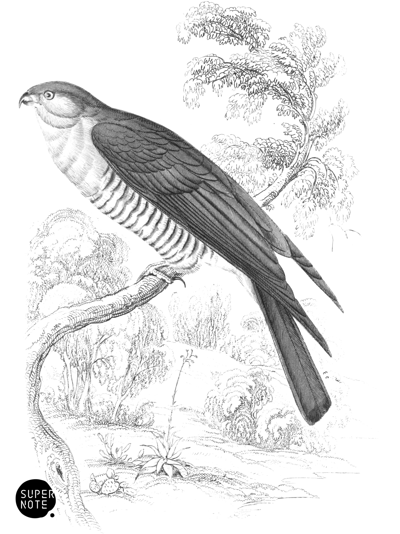 Cuckoo Falcon (vol-17 plate-1).png