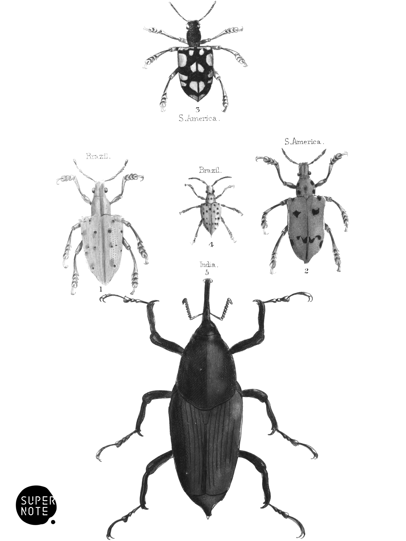 Curculio & Calandra (vol-08 plate-22).png