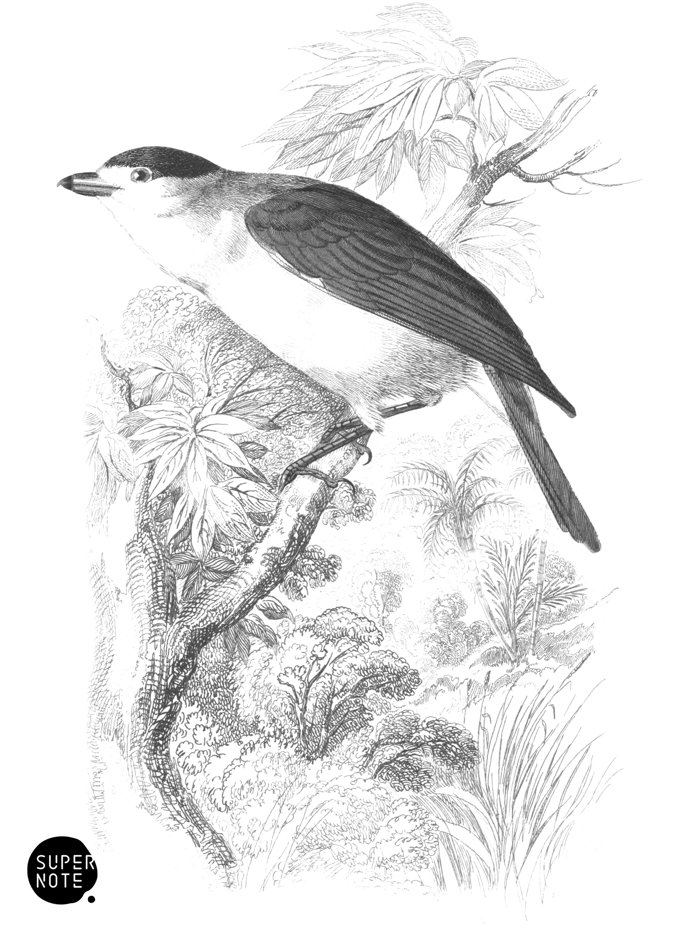 Cuvier’s Thick-Bill (vol-21 plate-4).png