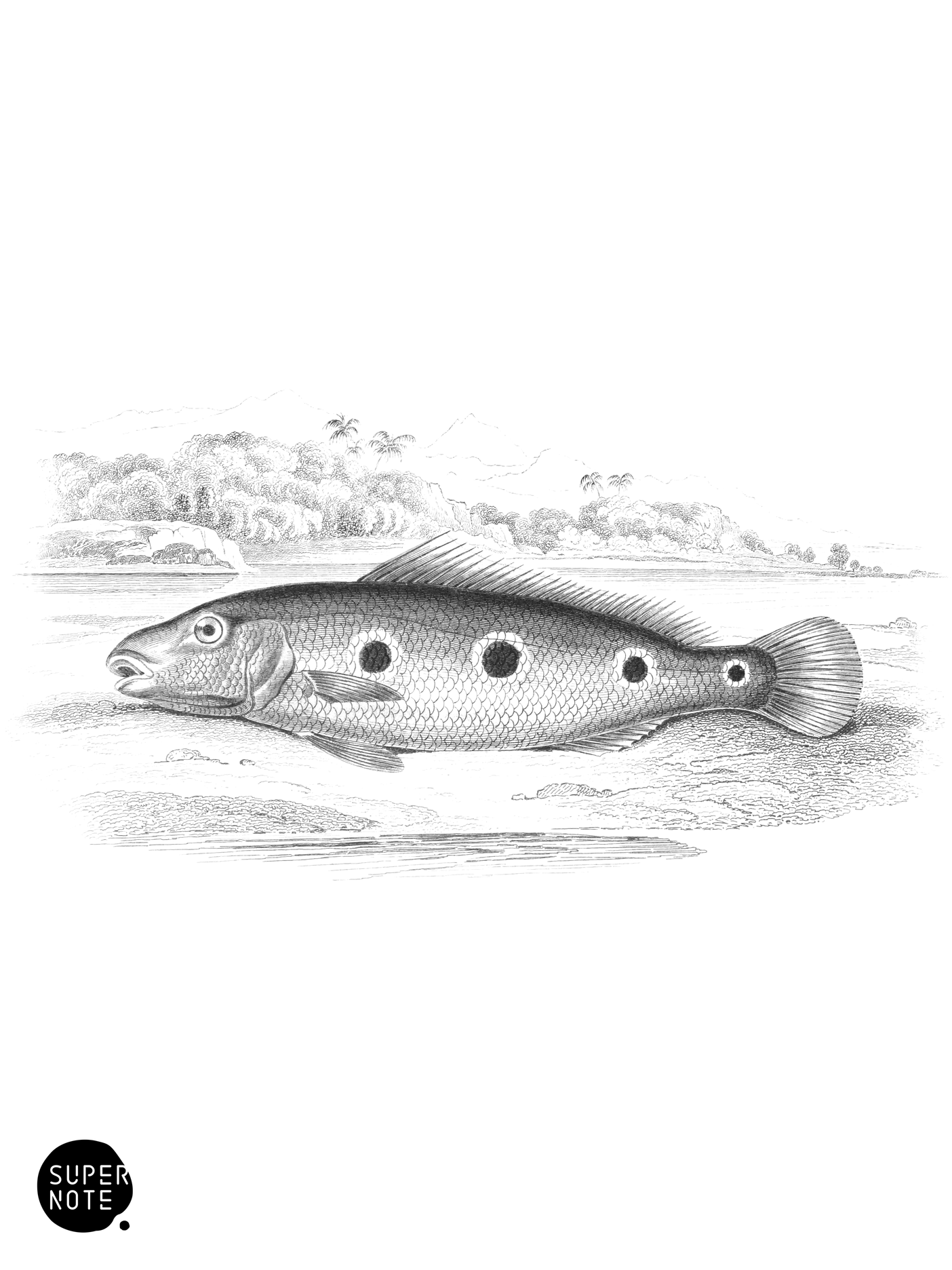 Cychla of the Oronoco (vol-38 plate-27).png