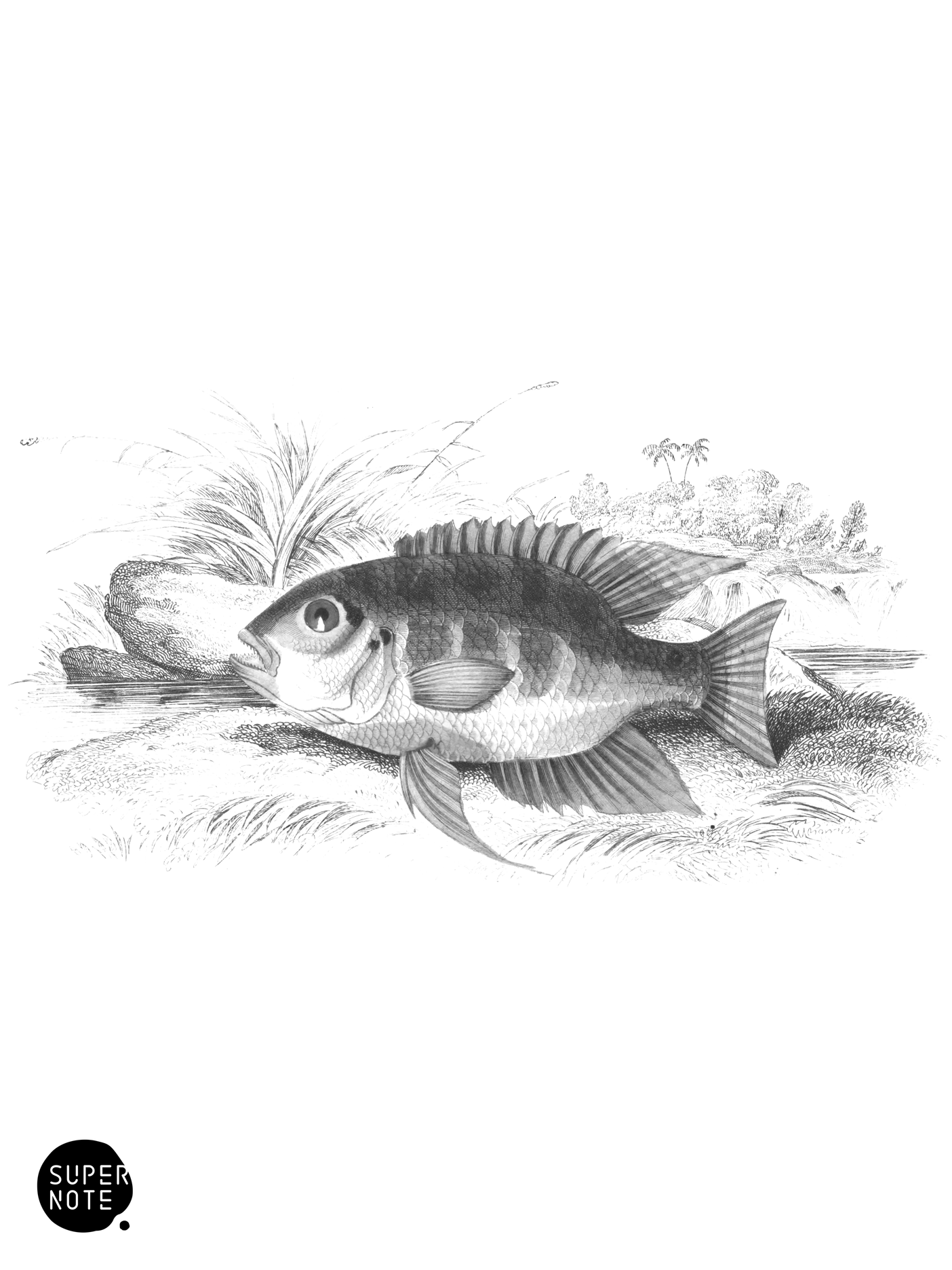 Cychla-Like Centrarchus (vol-38 plate-11).png