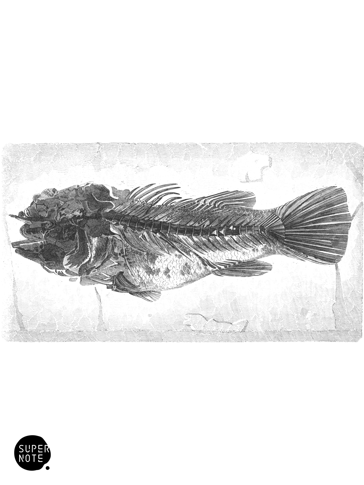 Cyclopoma spinosun (vol-07 plate-34).png