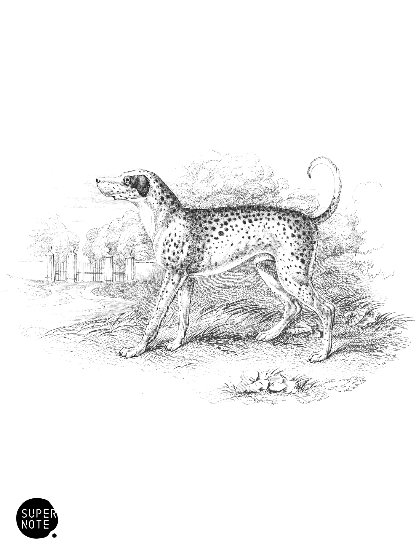 Dalmatian, or Coach-Dog (vol-28 plate-13).png