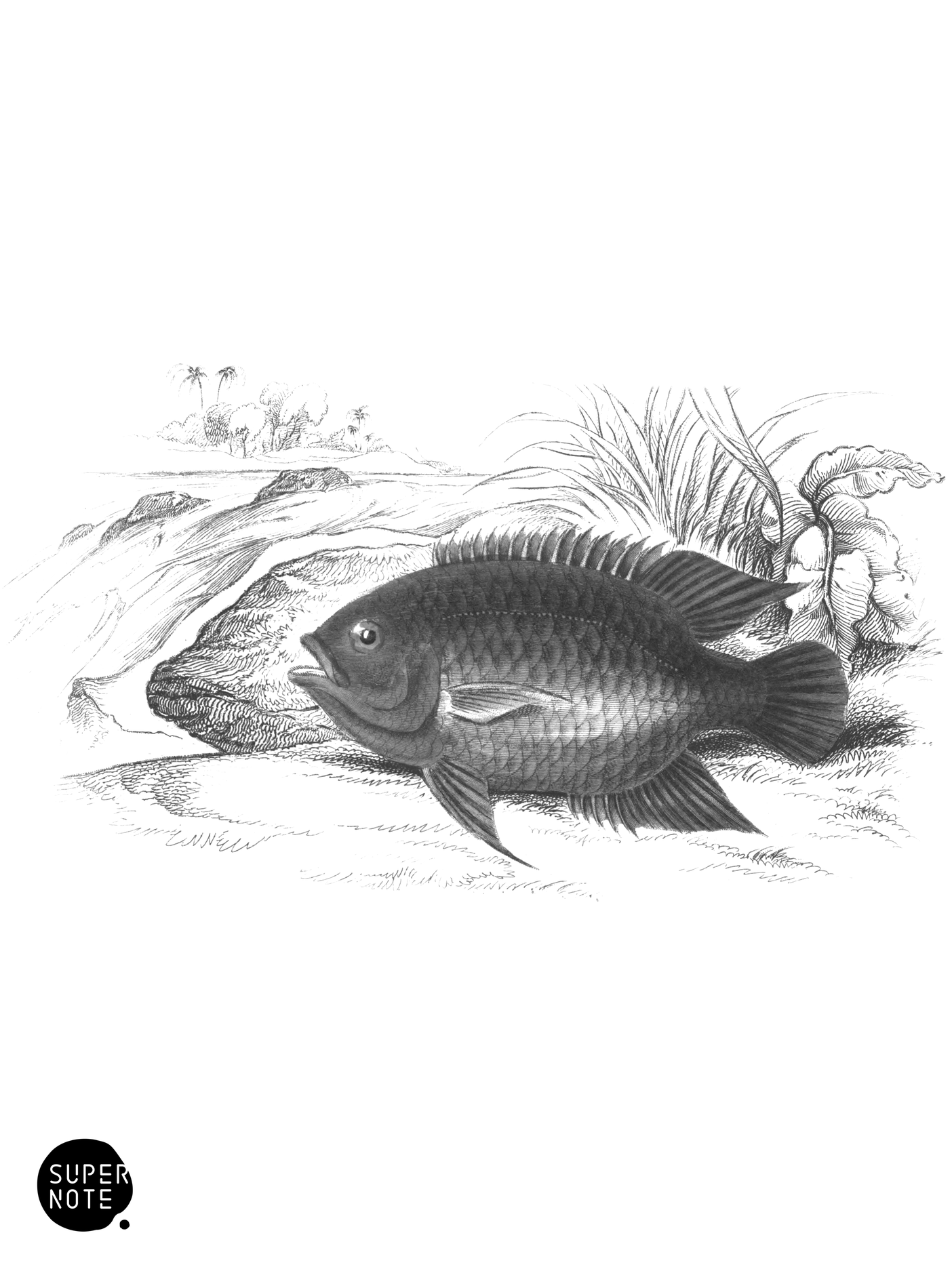 Dark Centrarchus (vol-38 plate-12).png