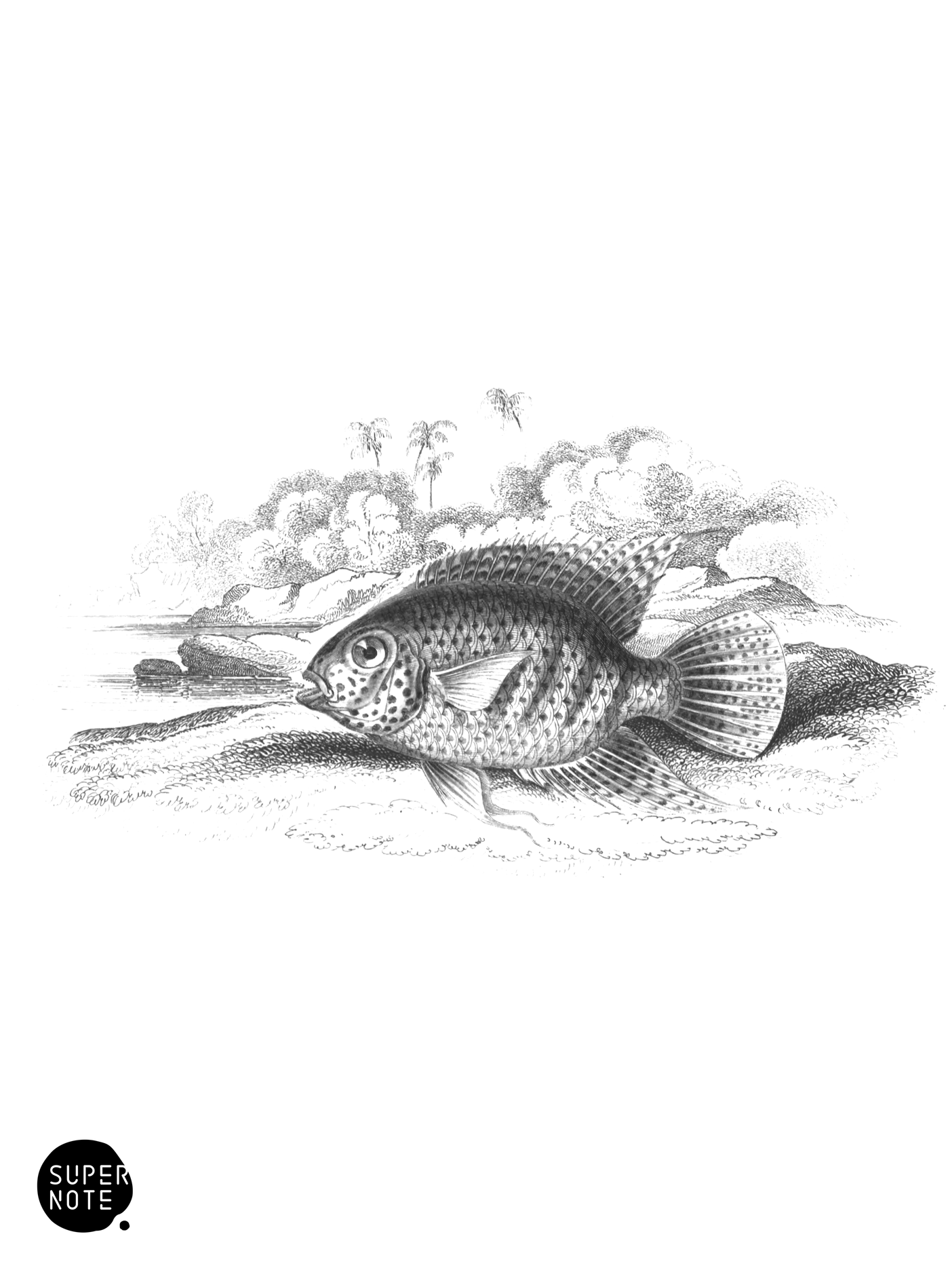 Dark-Marked Centrarchus (vol-38 plate-13).png