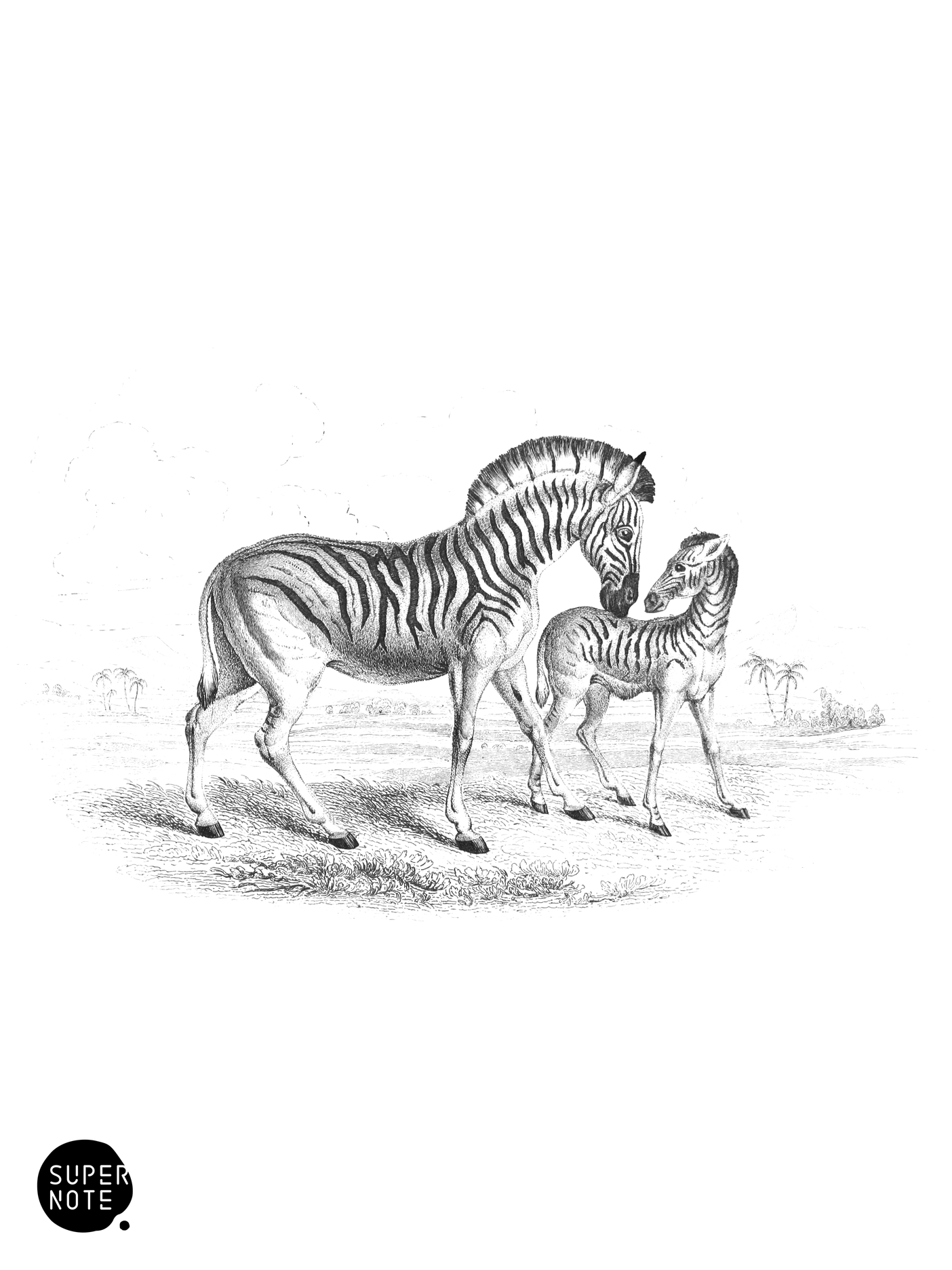 Dauw (vol-31 plate-23).png